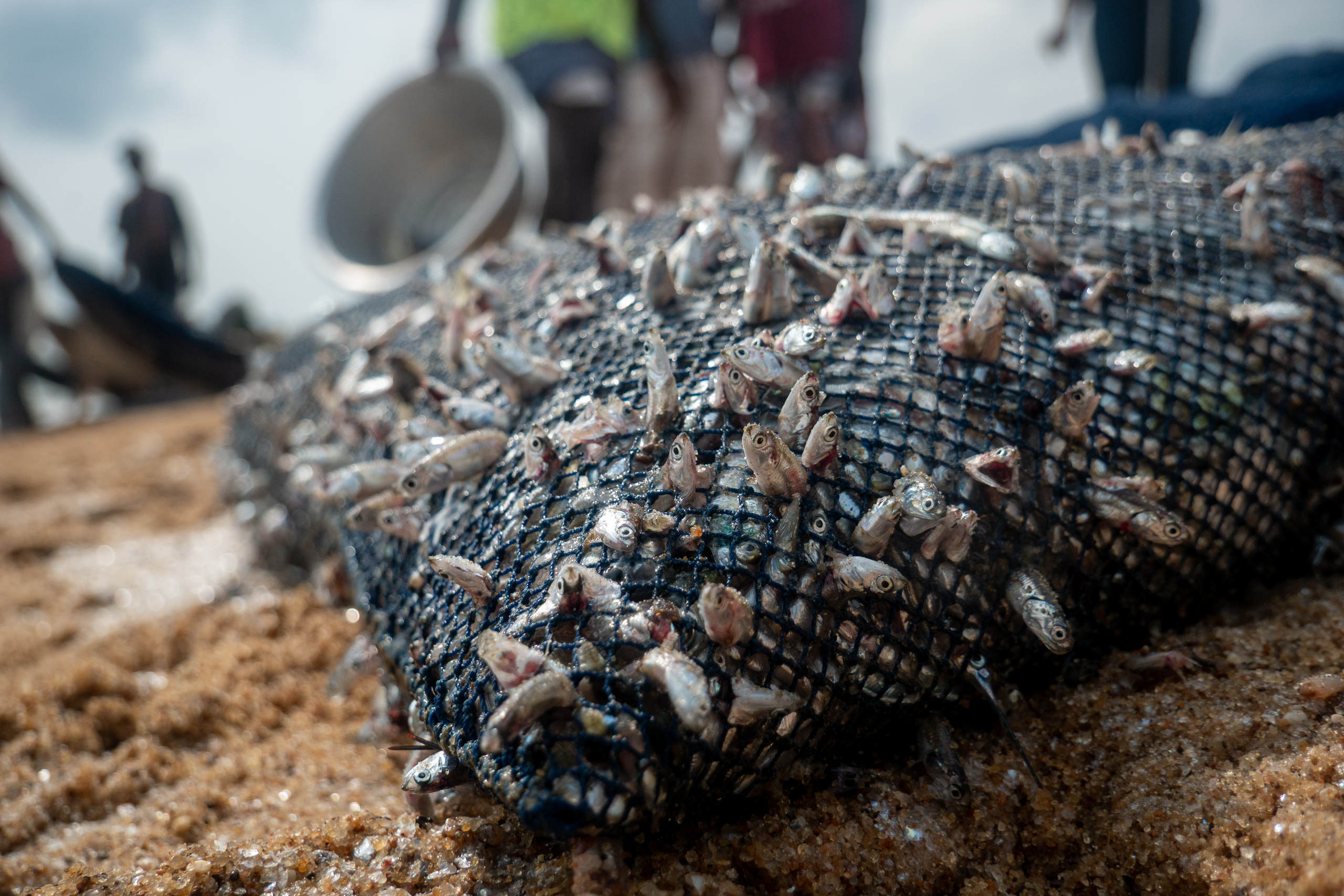 A net full of fish with tiny fish poking through the holes