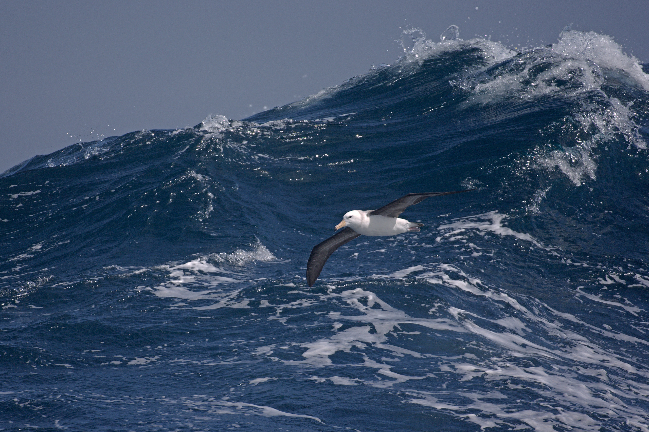 <p>An albatross in flight, Drake Passage, Antarctica (Image: Chris Gomersall / Alamy)</p>