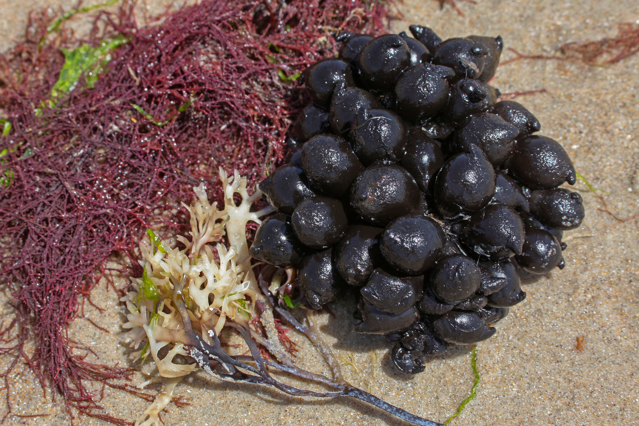 cuttlefish eggs on sand