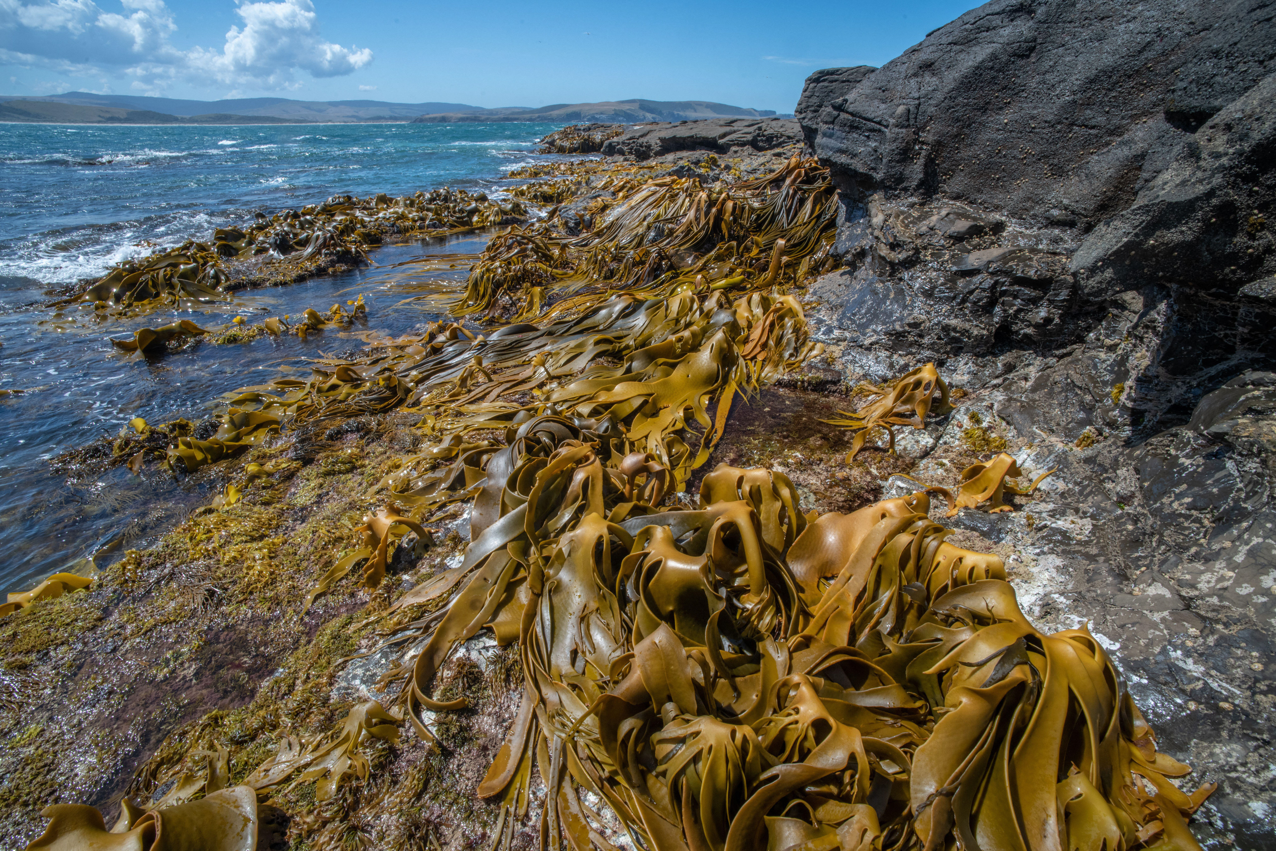 <p>This large brown algae (<em>Durvillaea</em>) of the southern hemisphere is one of several harvested for its propylene glycol alginate sodium sulphate (PSS), which is used in treatments for cardiovascular diseases (Image: Anton Sorokin / Alamy)</p>