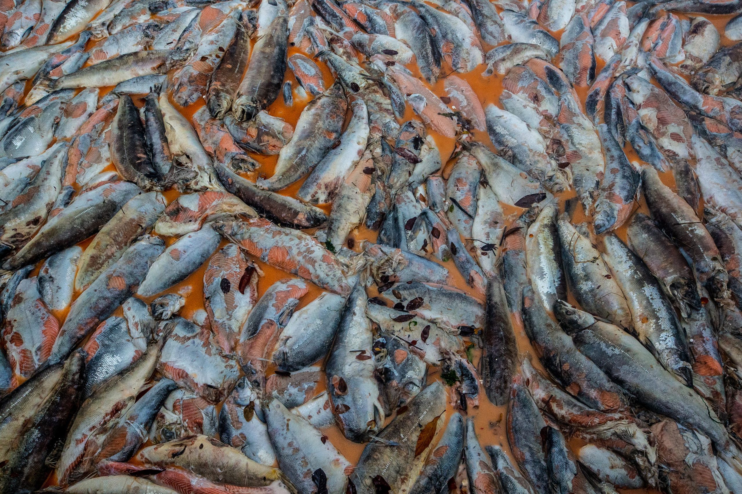 Dead salmon