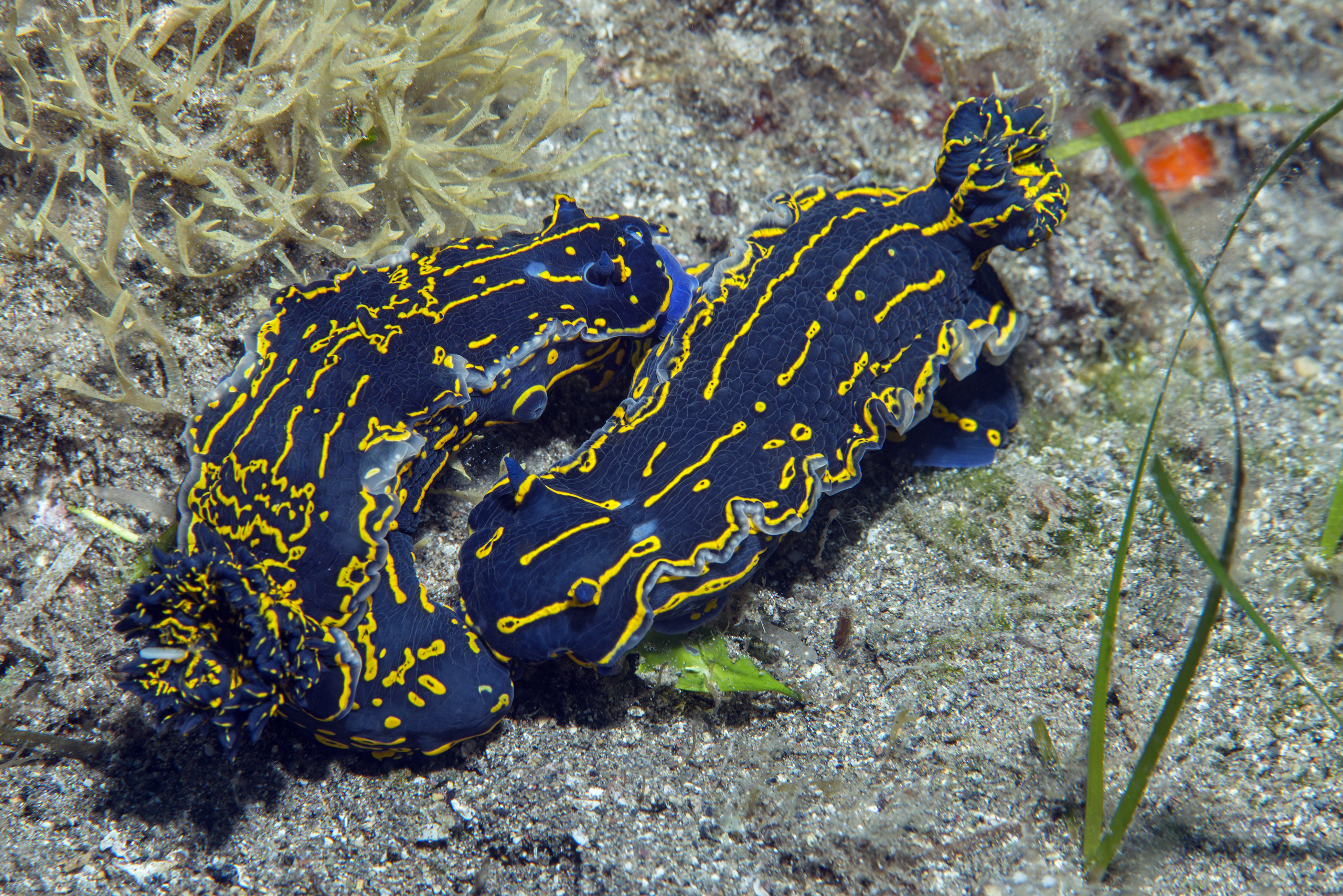blue nudibranch with yellow spots