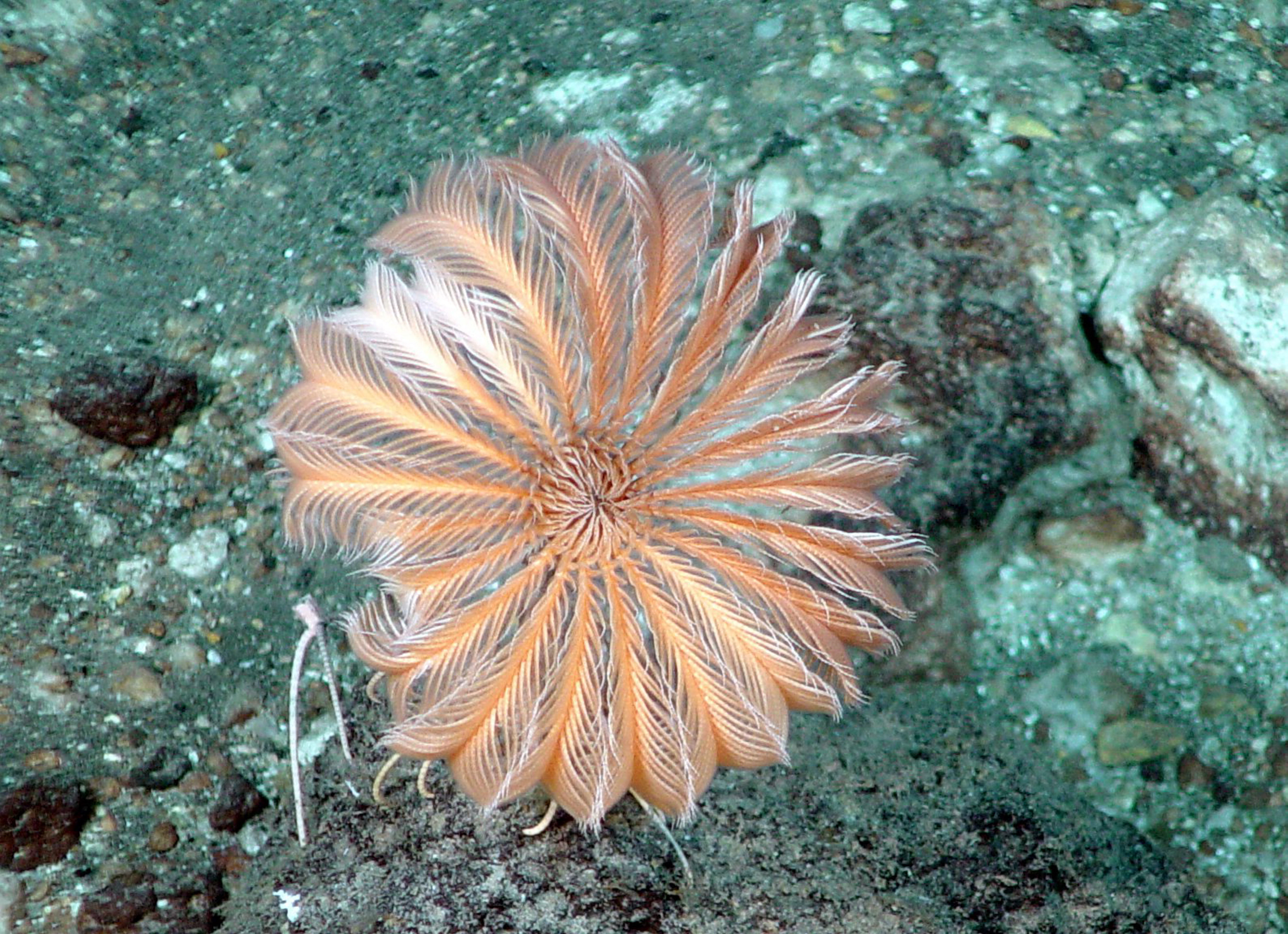 Stalked crinoid on seafloor
