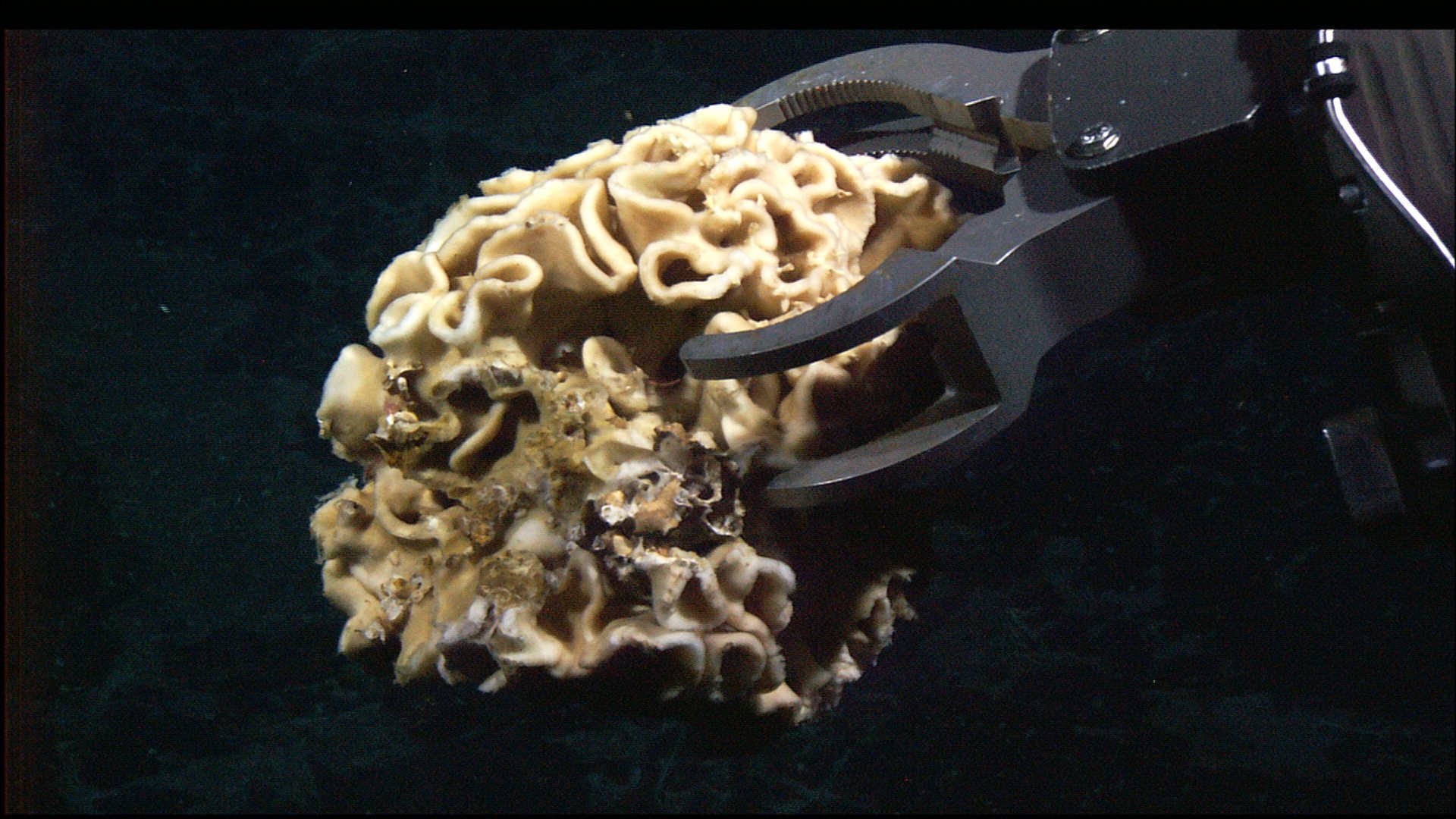 Xenophyophore held up