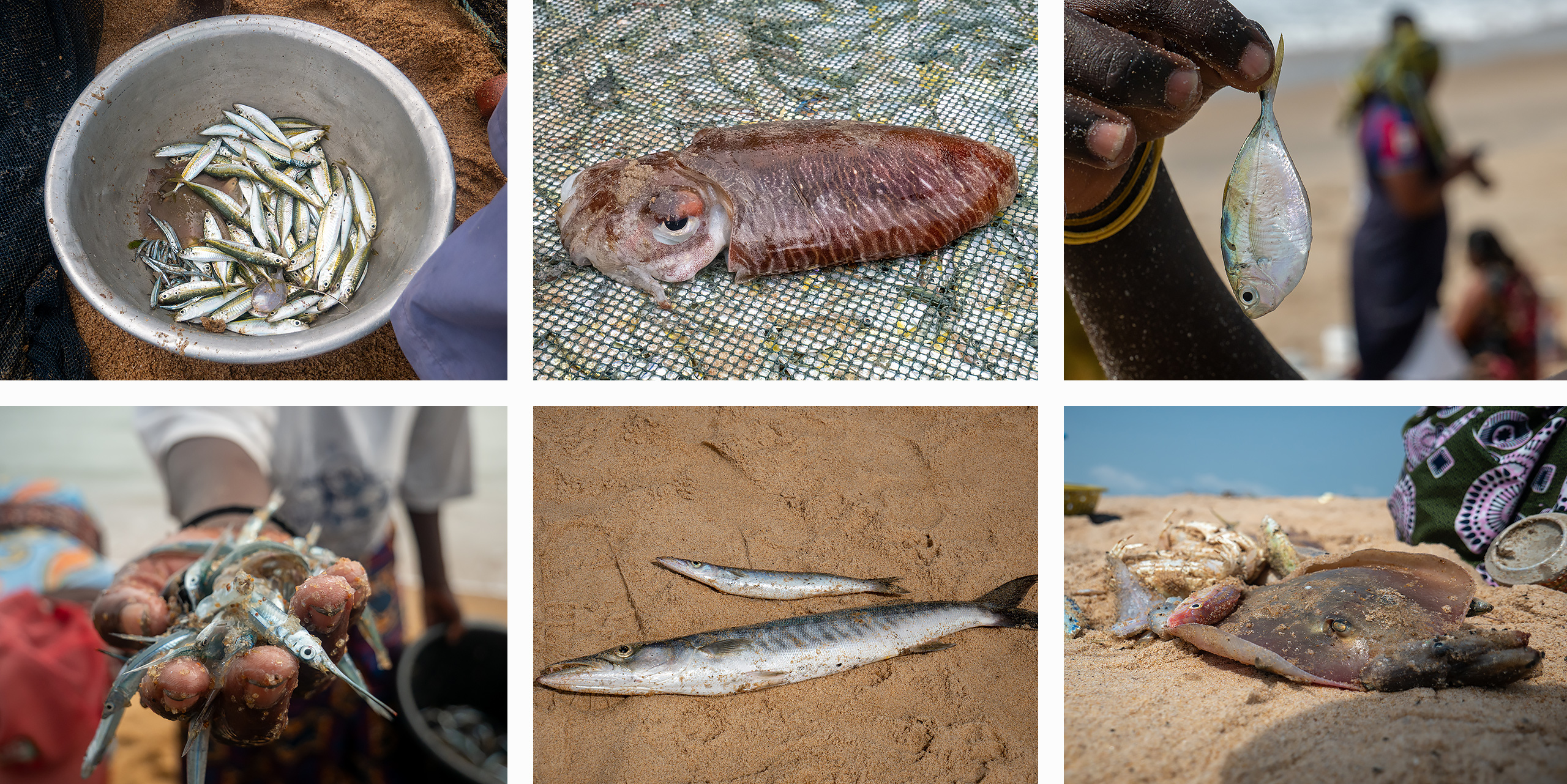 Collage of marine species