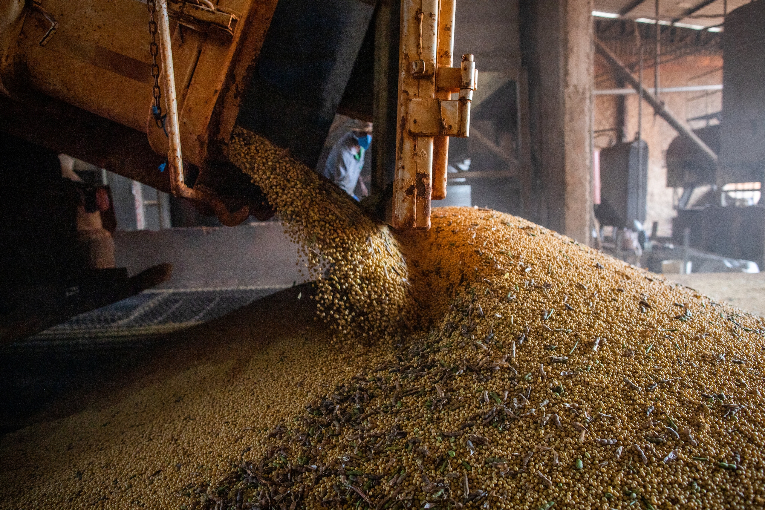 Soya beans being dropped in a warehouse