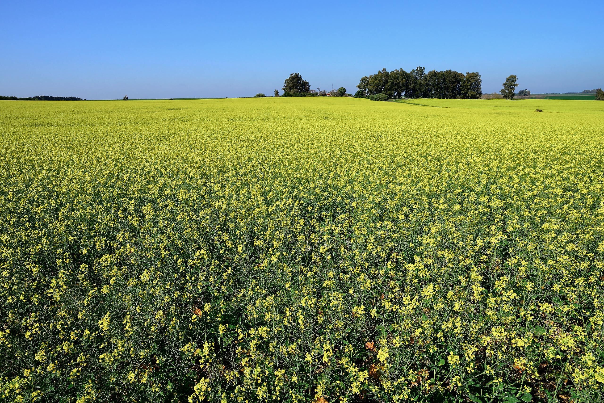 Flores em cultivos de colza no município de Nueva Helvecia, sudoeste do Uruguai