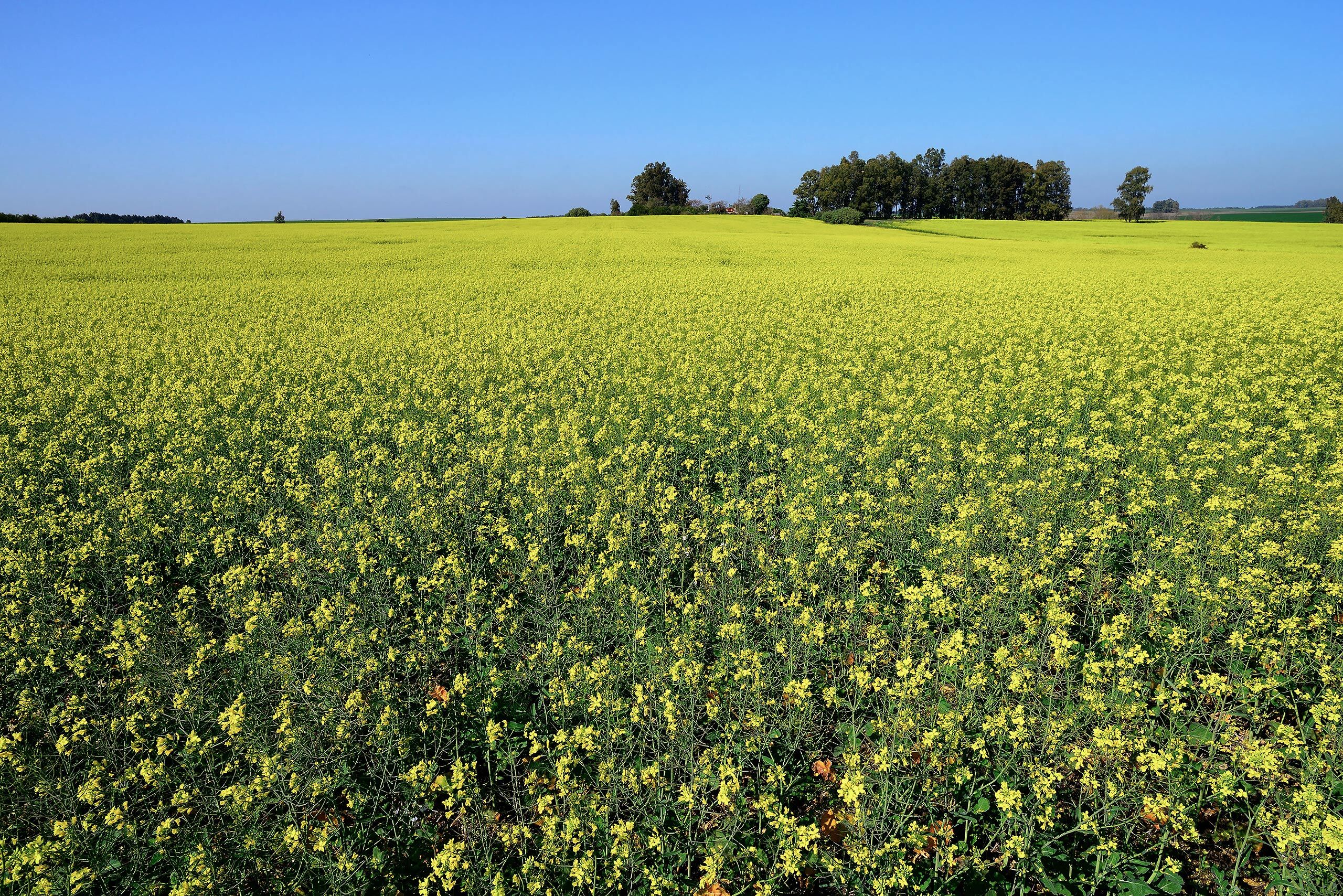 canola field blooming