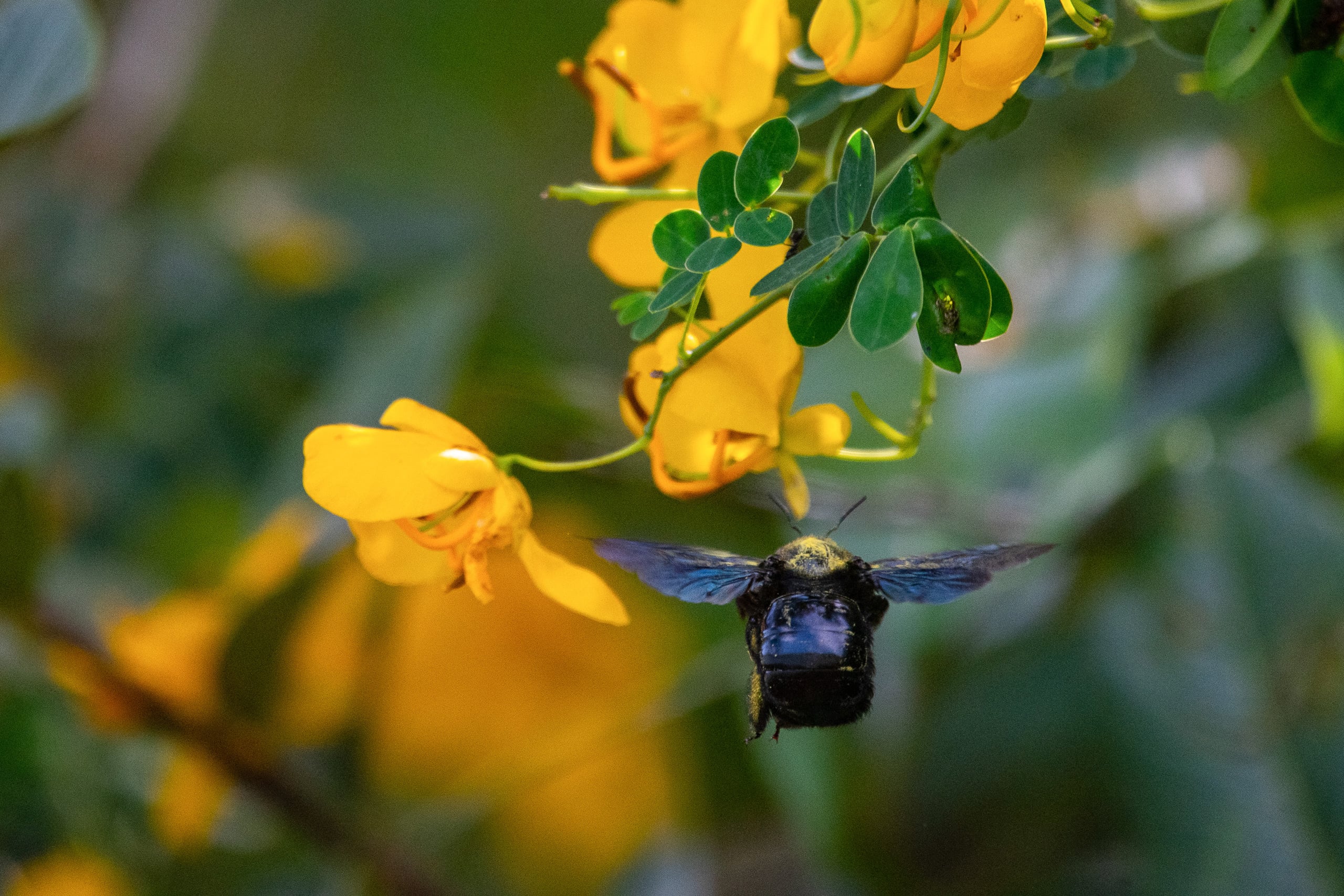 Abelha mamangaba em flor amarela