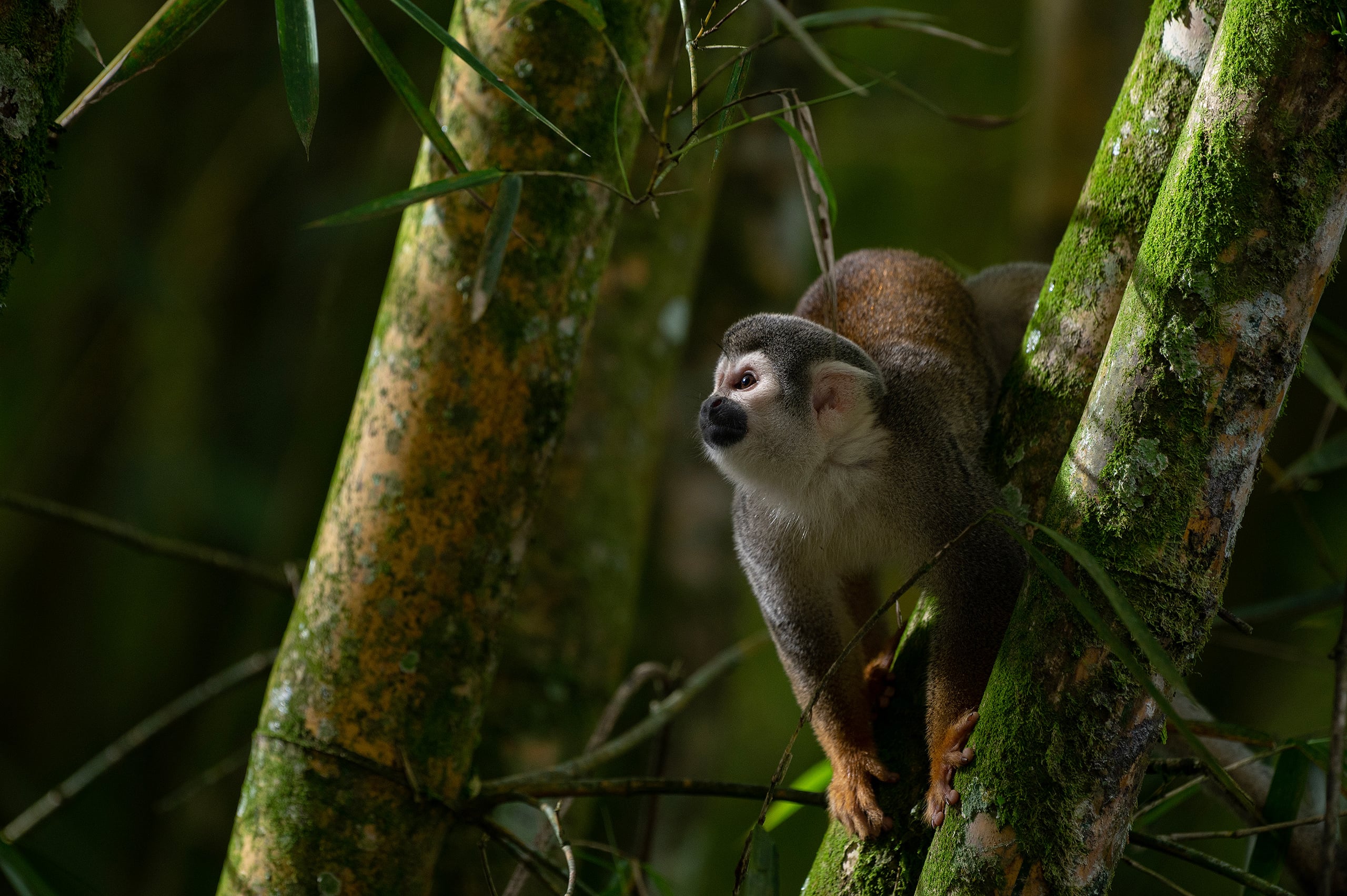 Macaco-de-cheiro na reserva da biosfera do Yasuní, no Equador