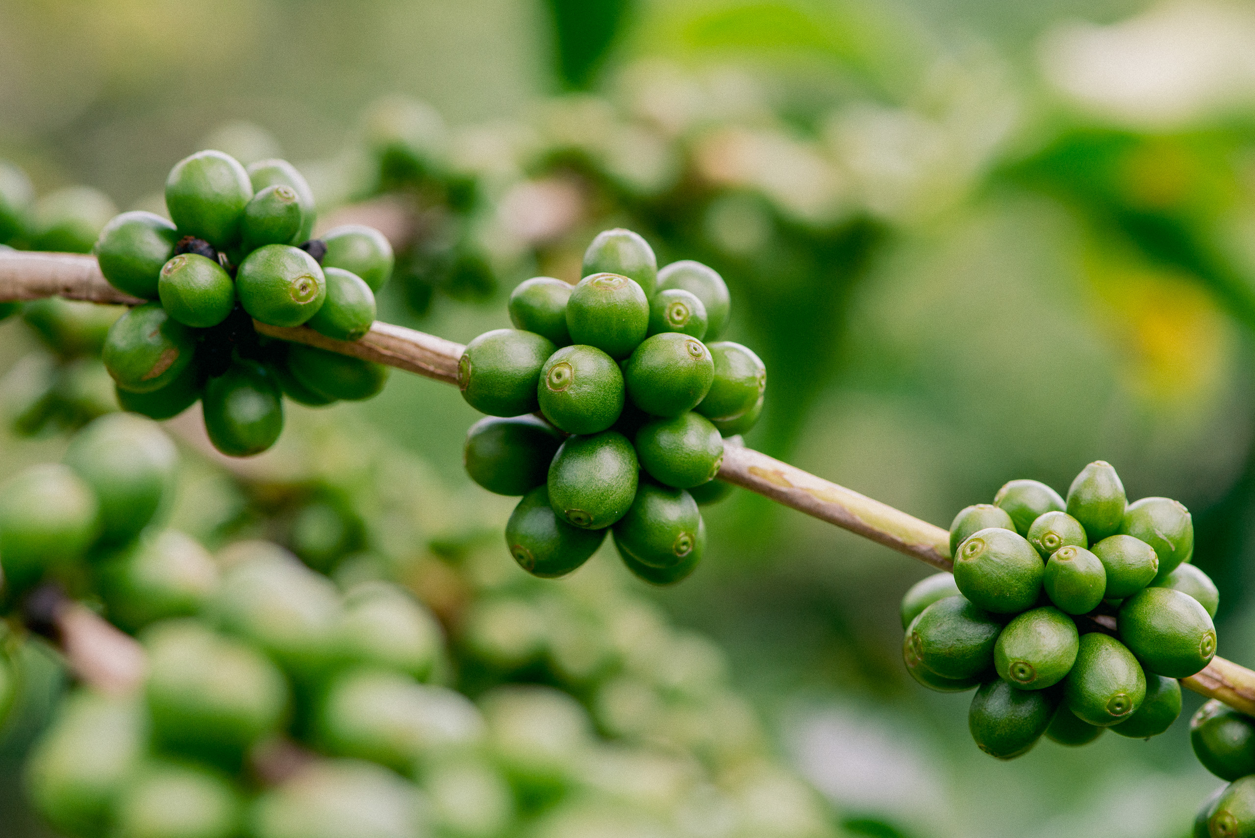 Clusters of unripe green coffee beans on a branch