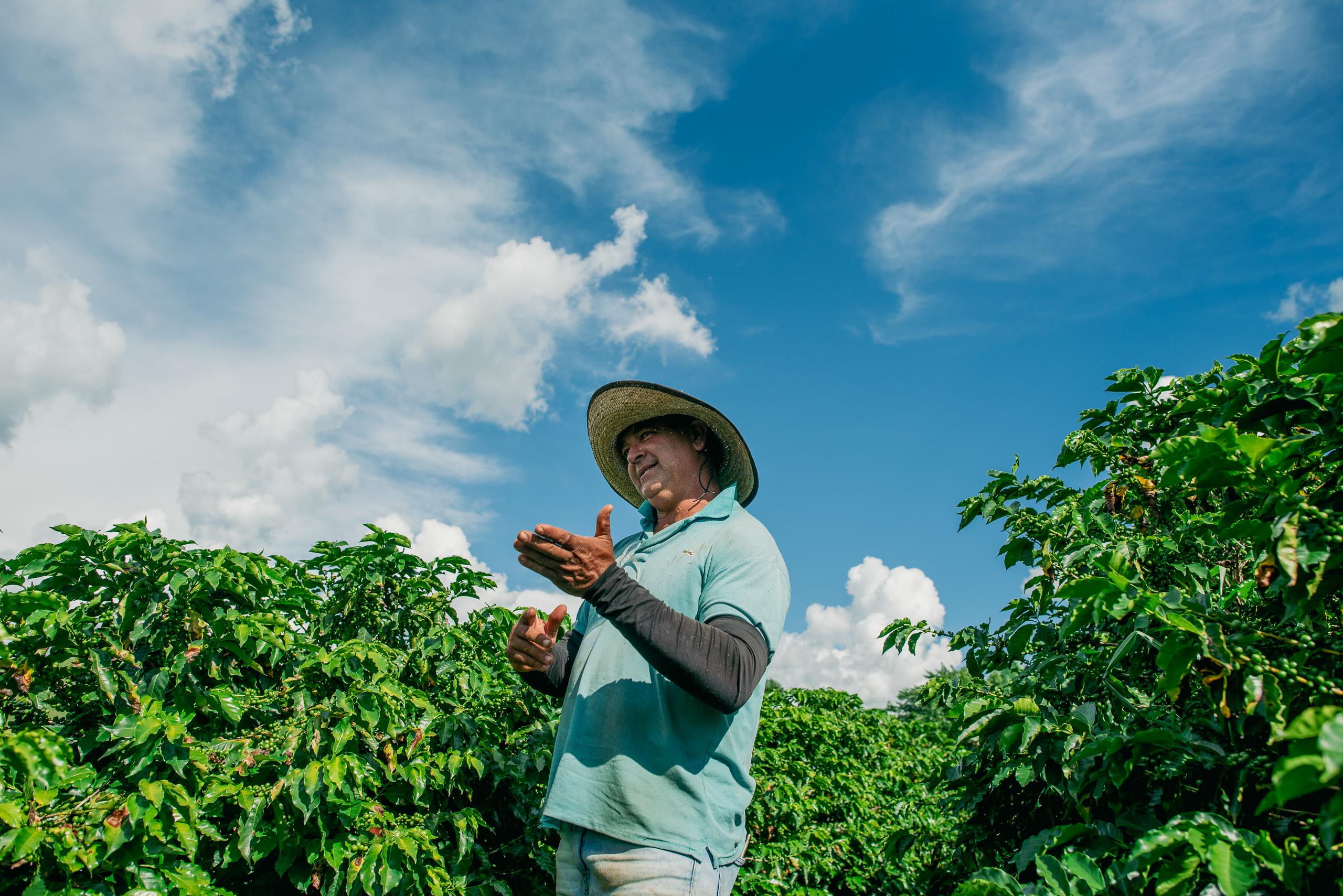 Farmer wearing a hat and blue shirt standing among coffee plants