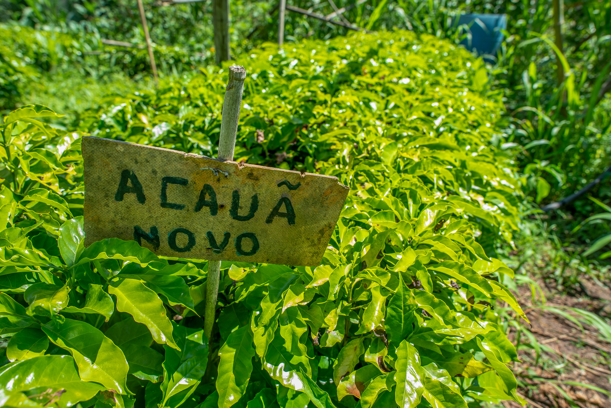 plantação de café Acauã Novo