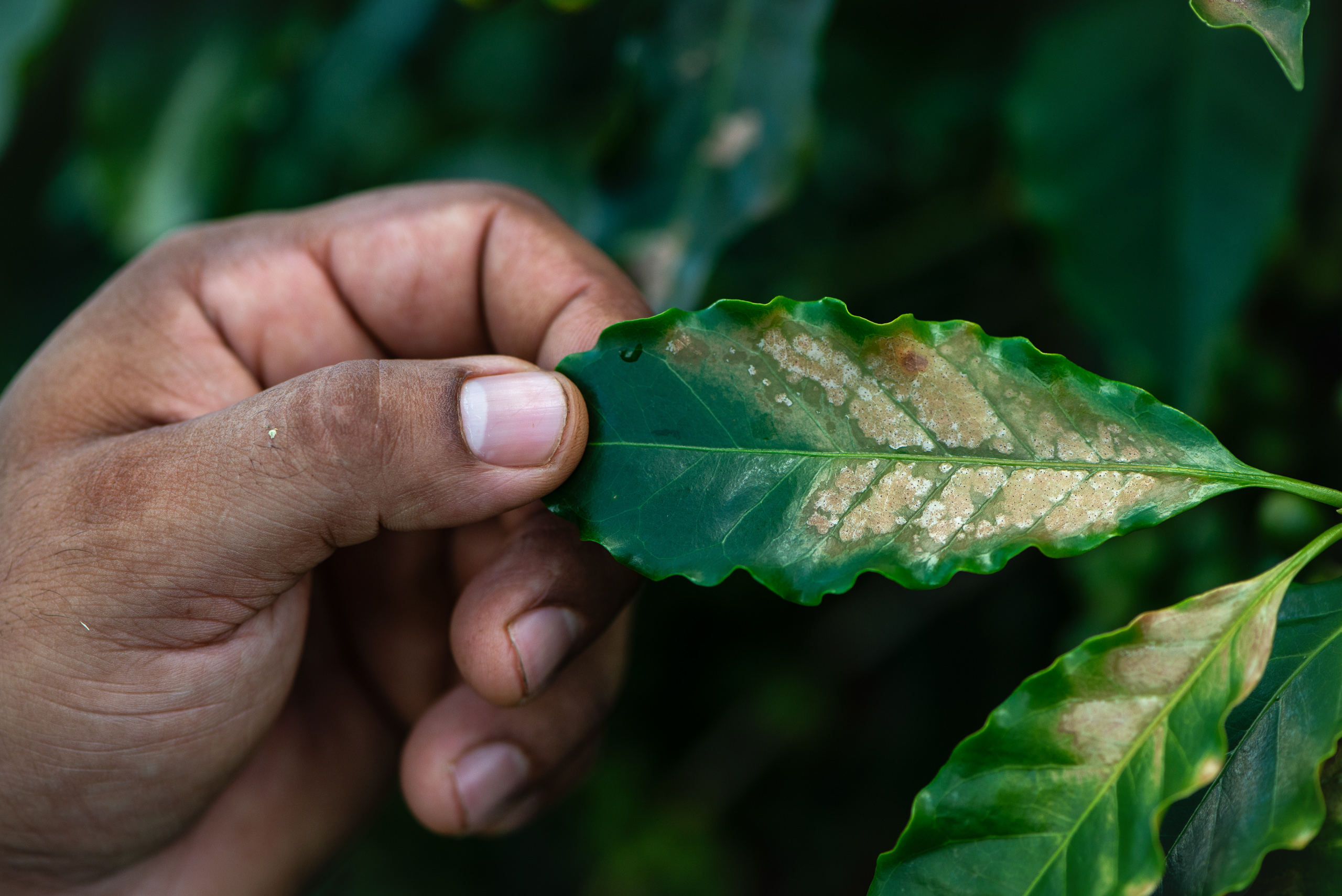 Folha de cafeeiro apresenta mancha de escaldadura
