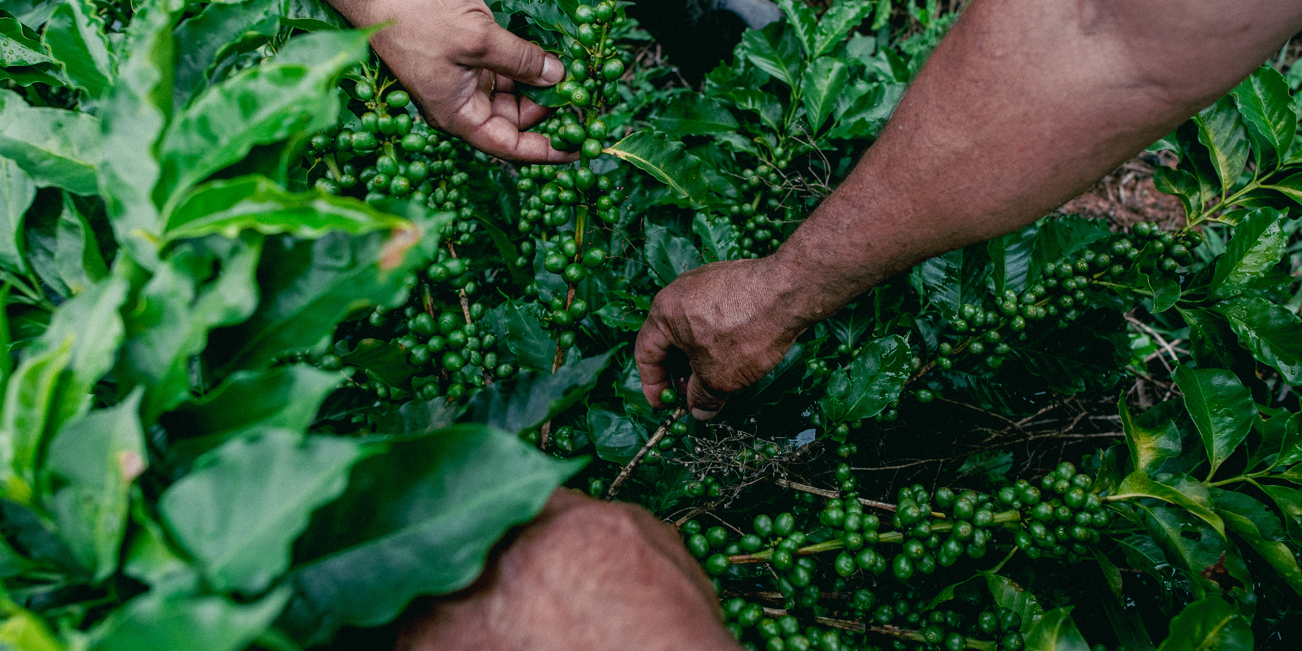 <p>Small-scale coffee farmers in Minas Gerais, south-eastern Brazil, are facing many climate-related challenges amidst growing global demand (Image: Lucas Ninno / Dialogue Earth)</p>