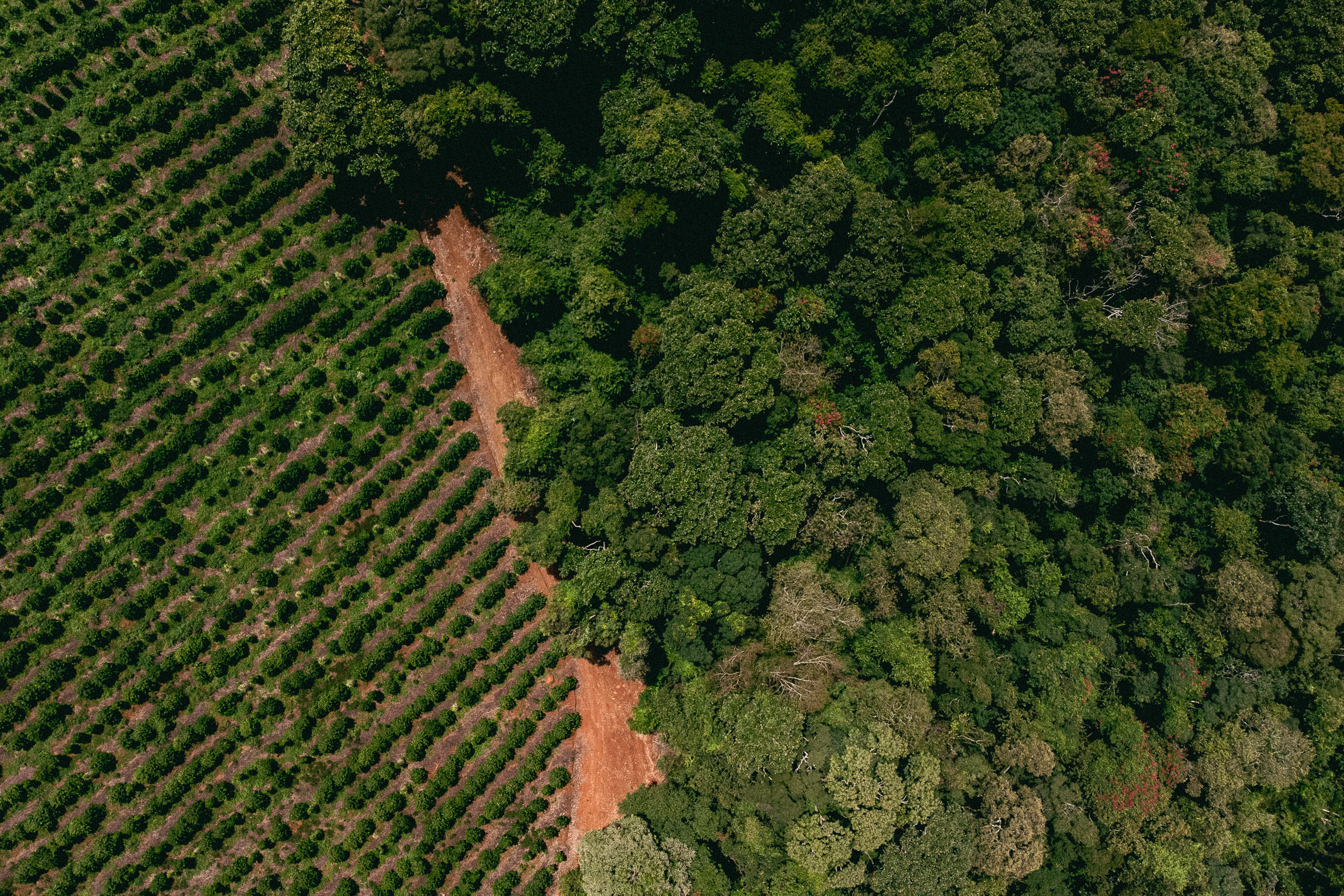 Mata Atlântica preservada ao lado de plantação de café em Santa Rita de Caldas, sul de Minas