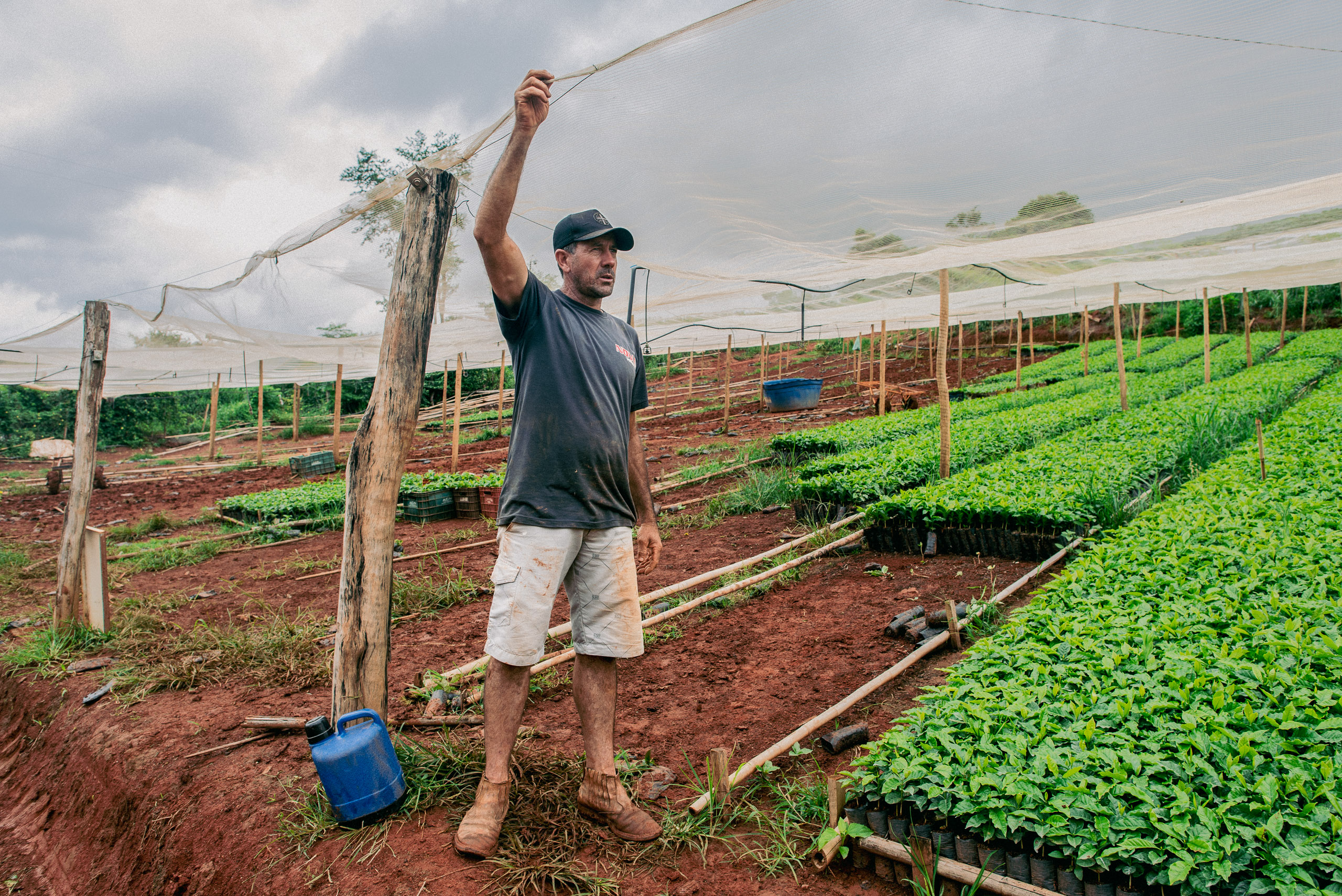 produtor de café coloca rede de proteção em lavoura