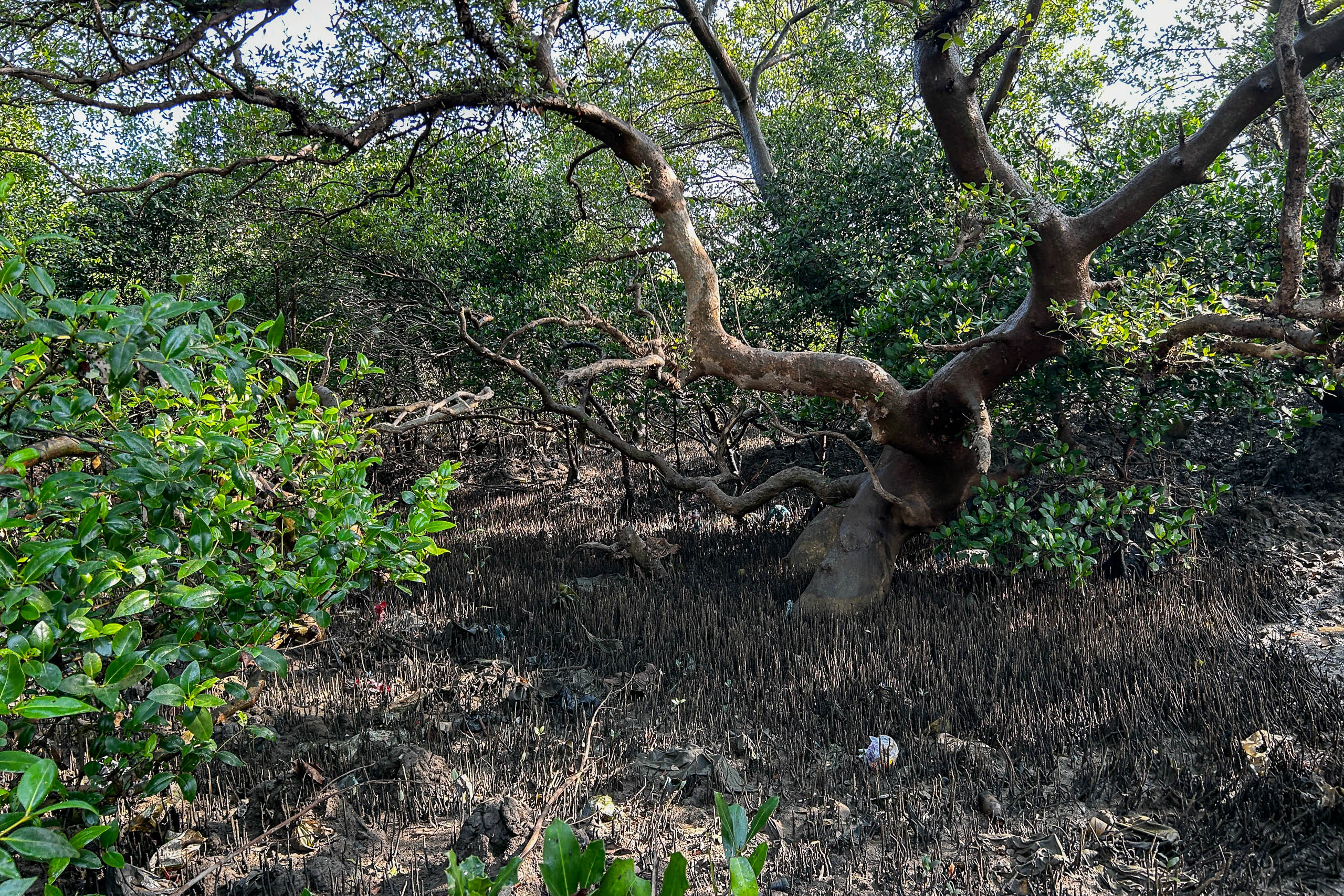 Mangrove roots in the muddy soil
