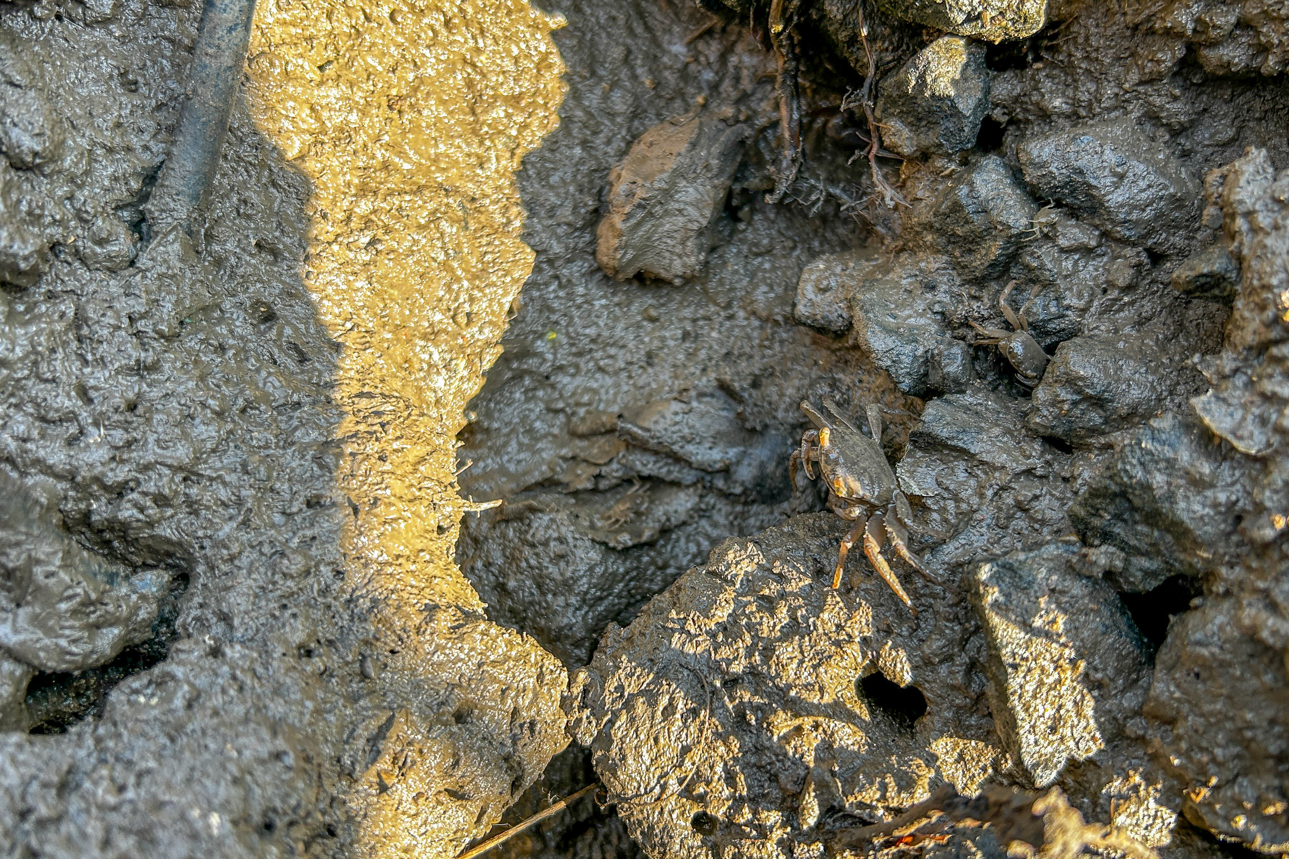 mud crabs in mud
