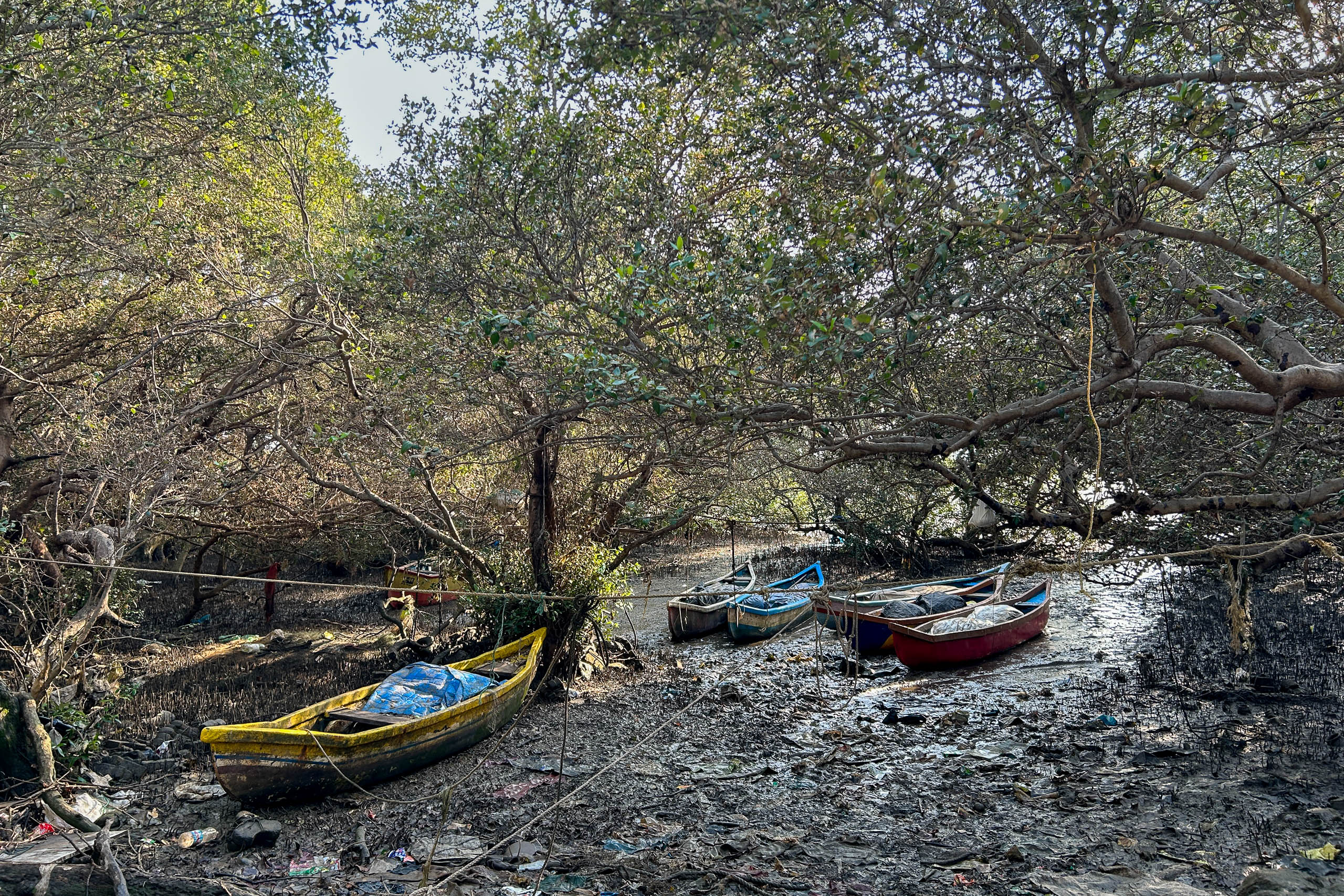 Fishing boats moored in the mangrove