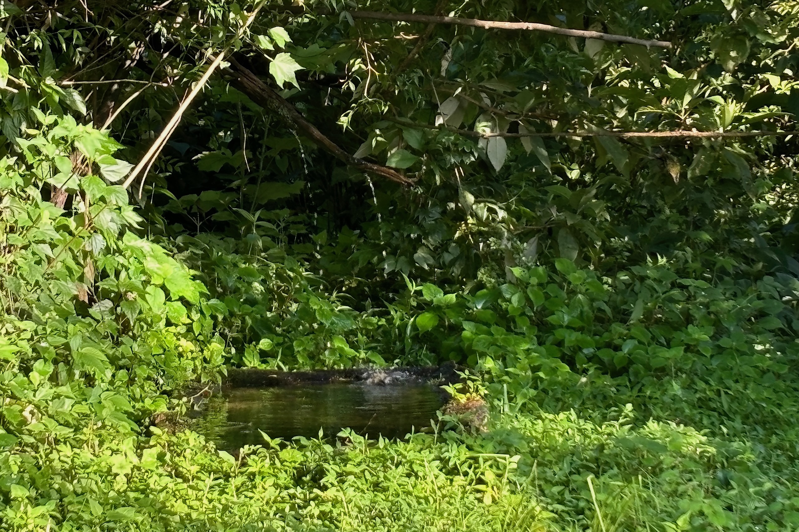 small pond Dense surrounded by green foliage 