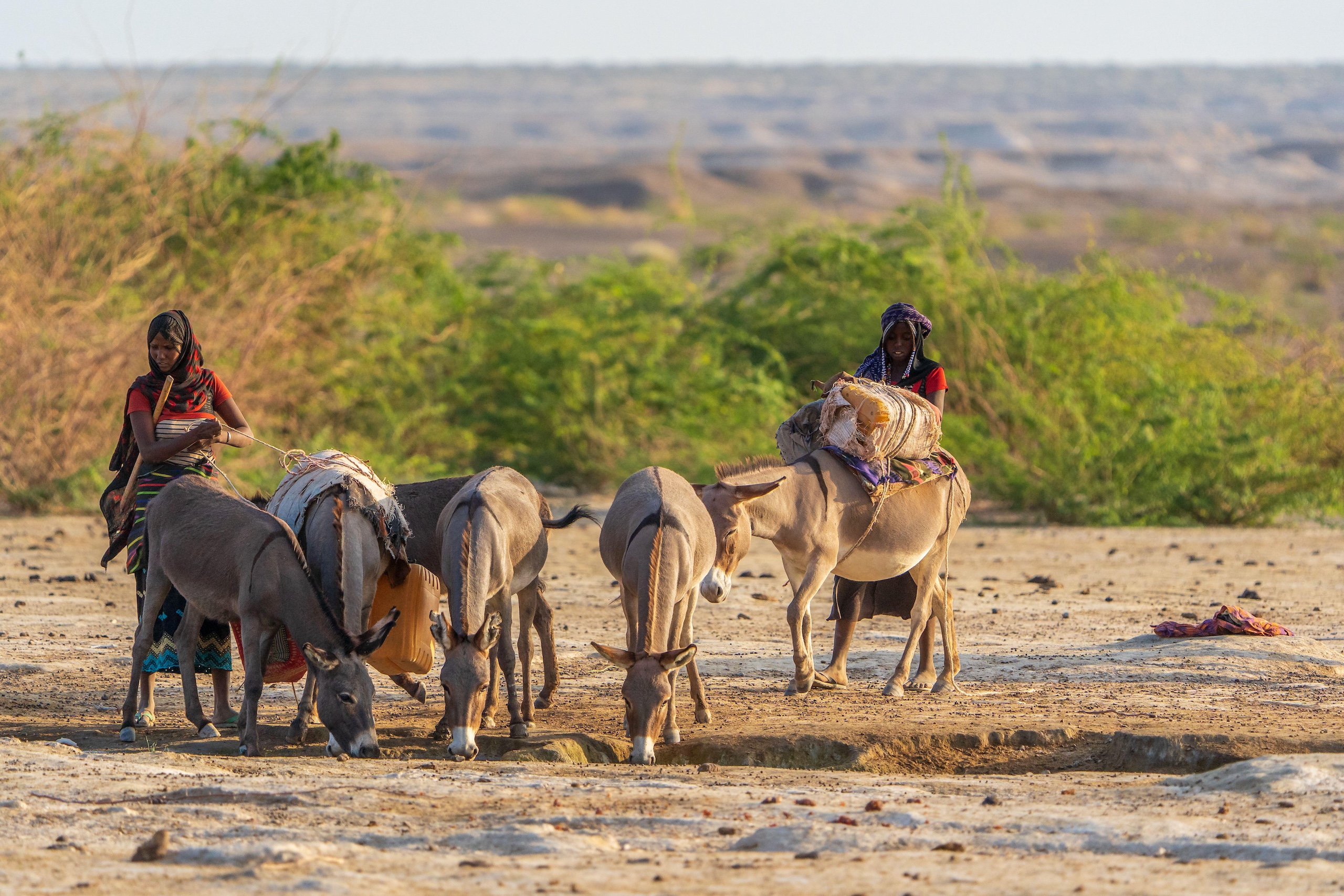 Two women in colourful attire leading donkeys carrying water cans