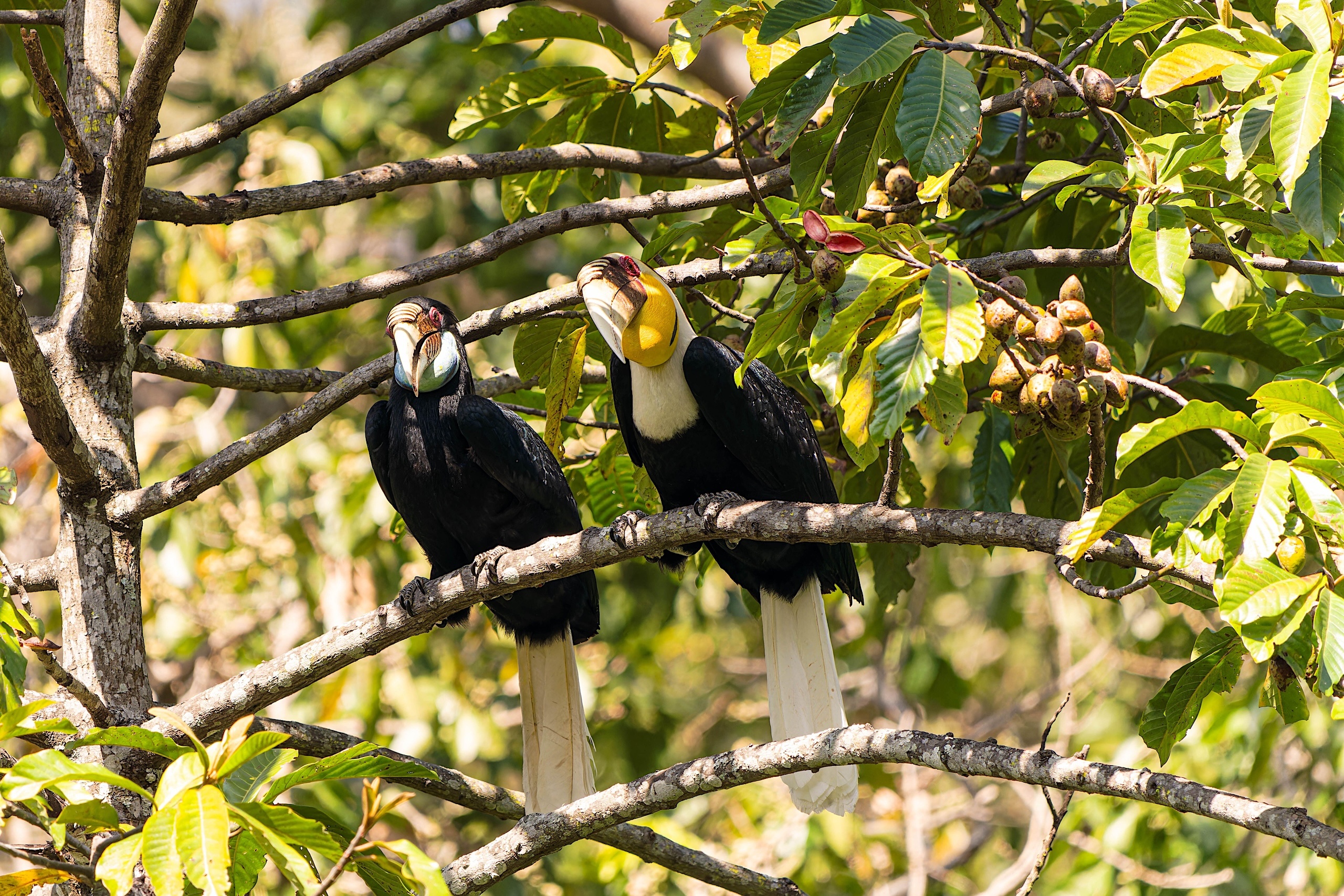 Two black-and-white hornbills perched on a leafy tree branch