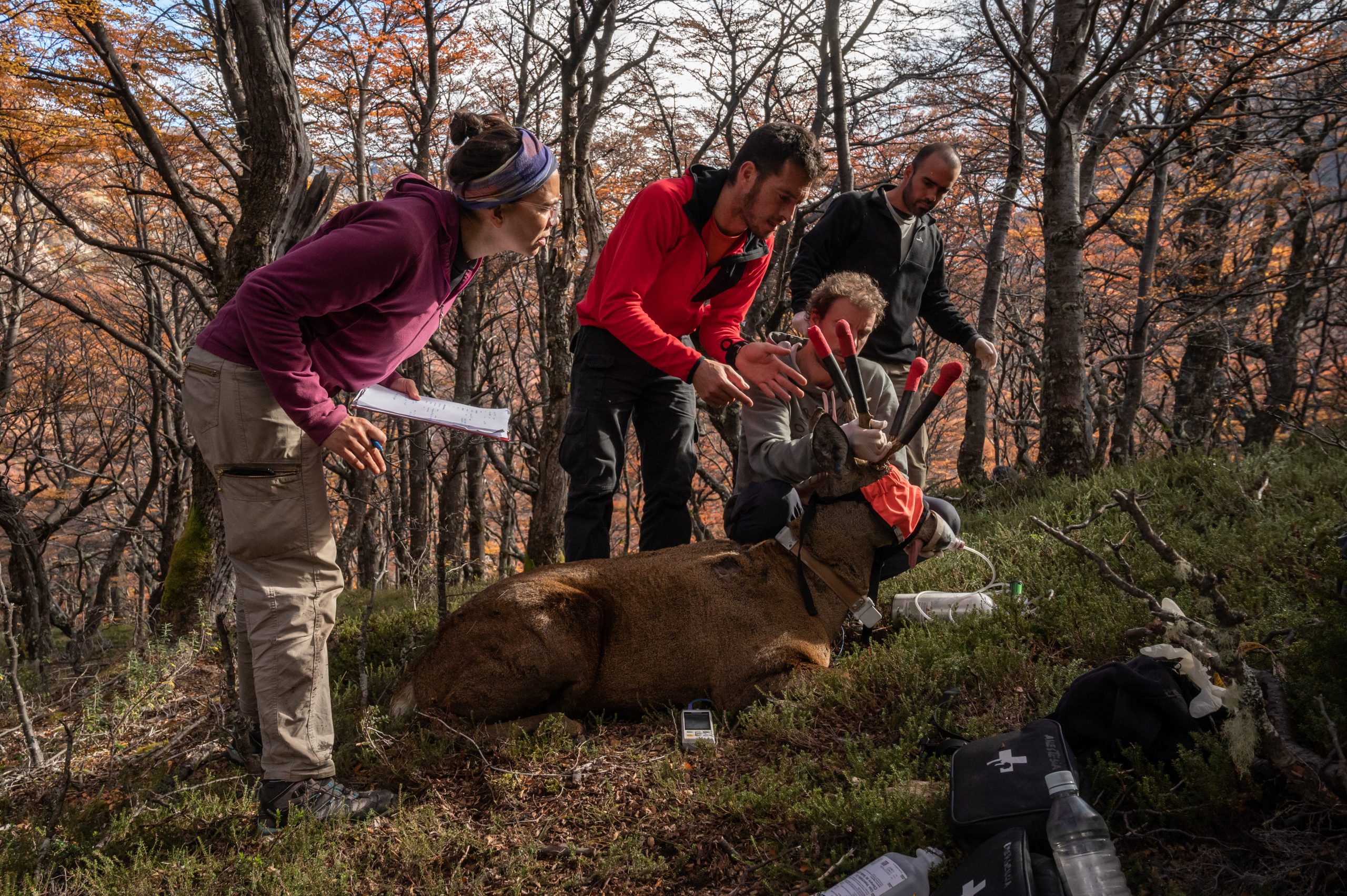male huemul with satellite tracking collar surrounded by people