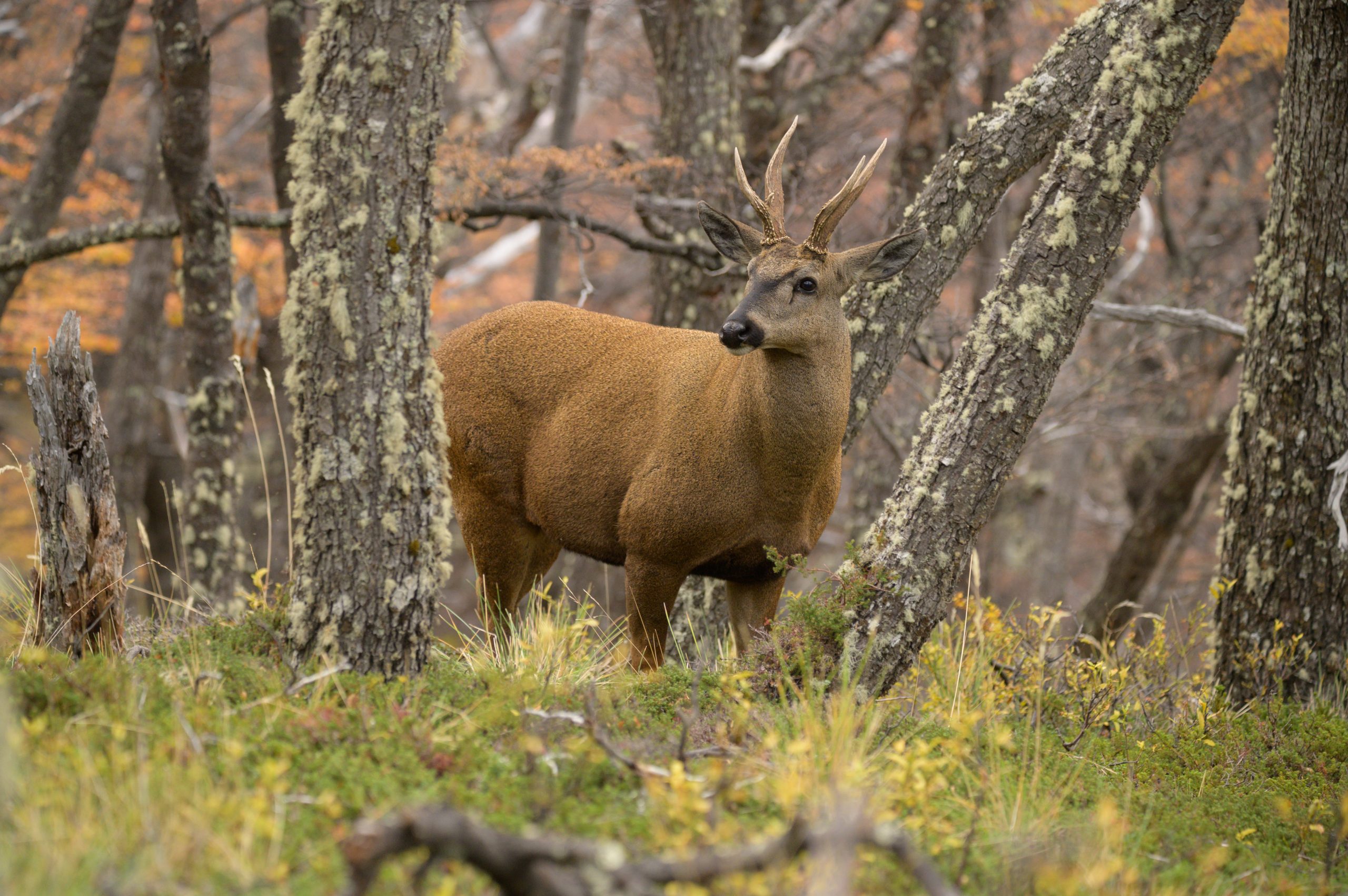 <p>A huemul in the Los Huemules private reserve in the small mountain village of El Chaltén, southern Argentina, photographed in 2022. The species is a symbol of Argentine and Chilean Patagonia (Image: Franco Bucci)</p>