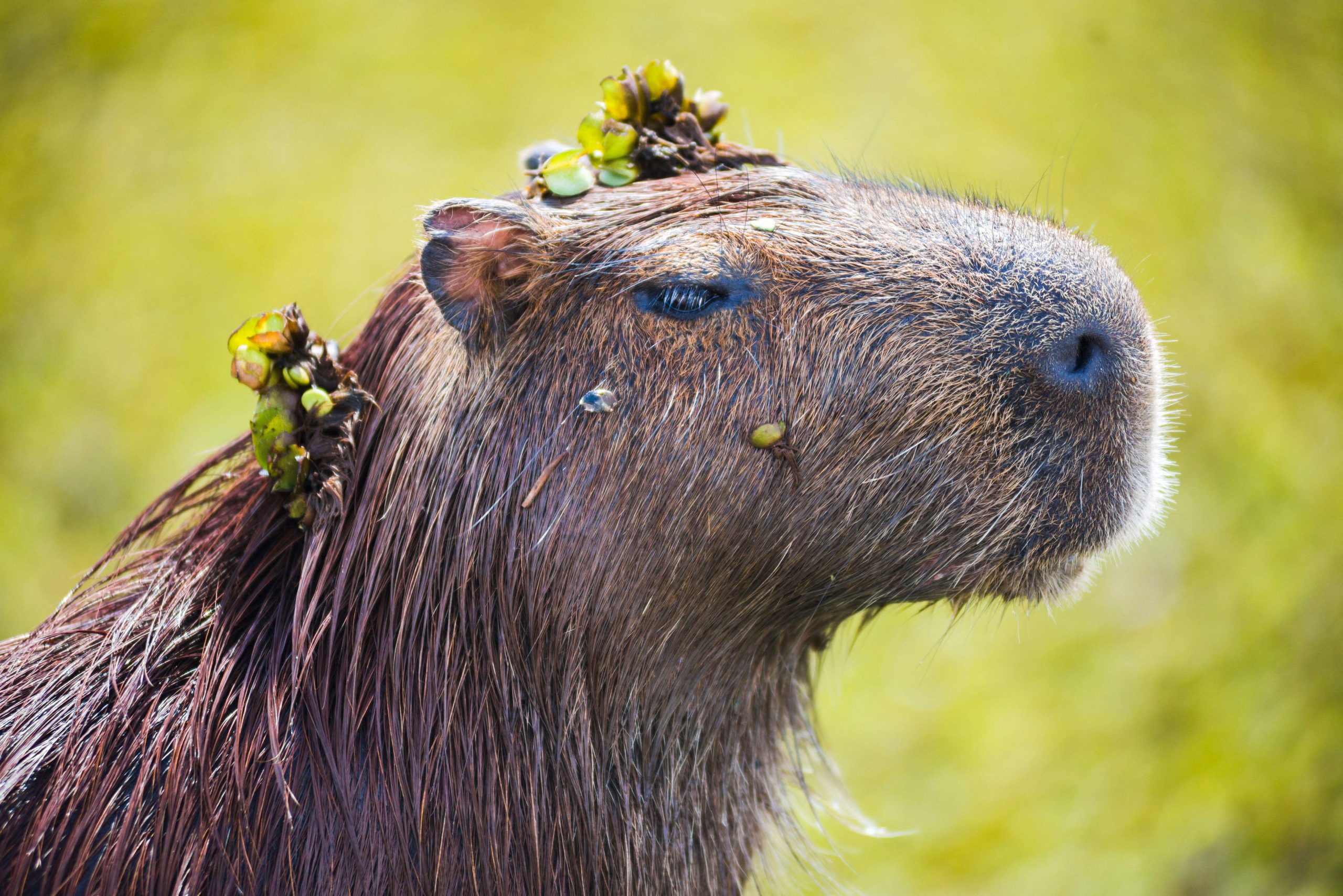 closeup of capybara