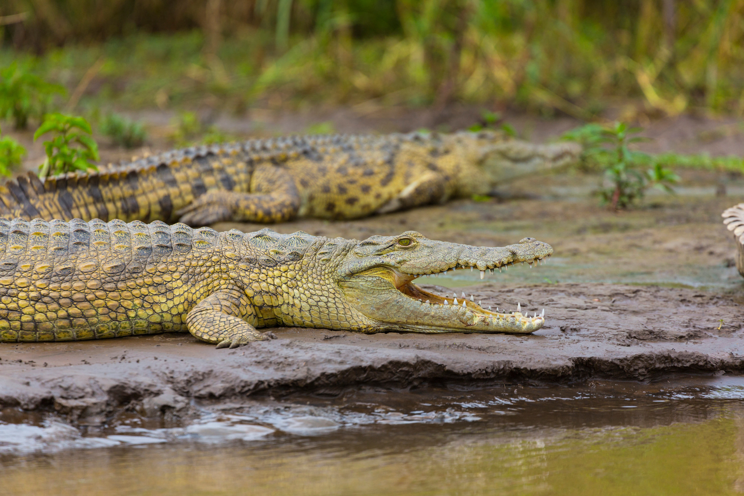 <p>Nile Crocodiles on the bank of Lake Chamo in Ethiopia (Image: Juan-Carlos Muñoz / Alamy)</p>