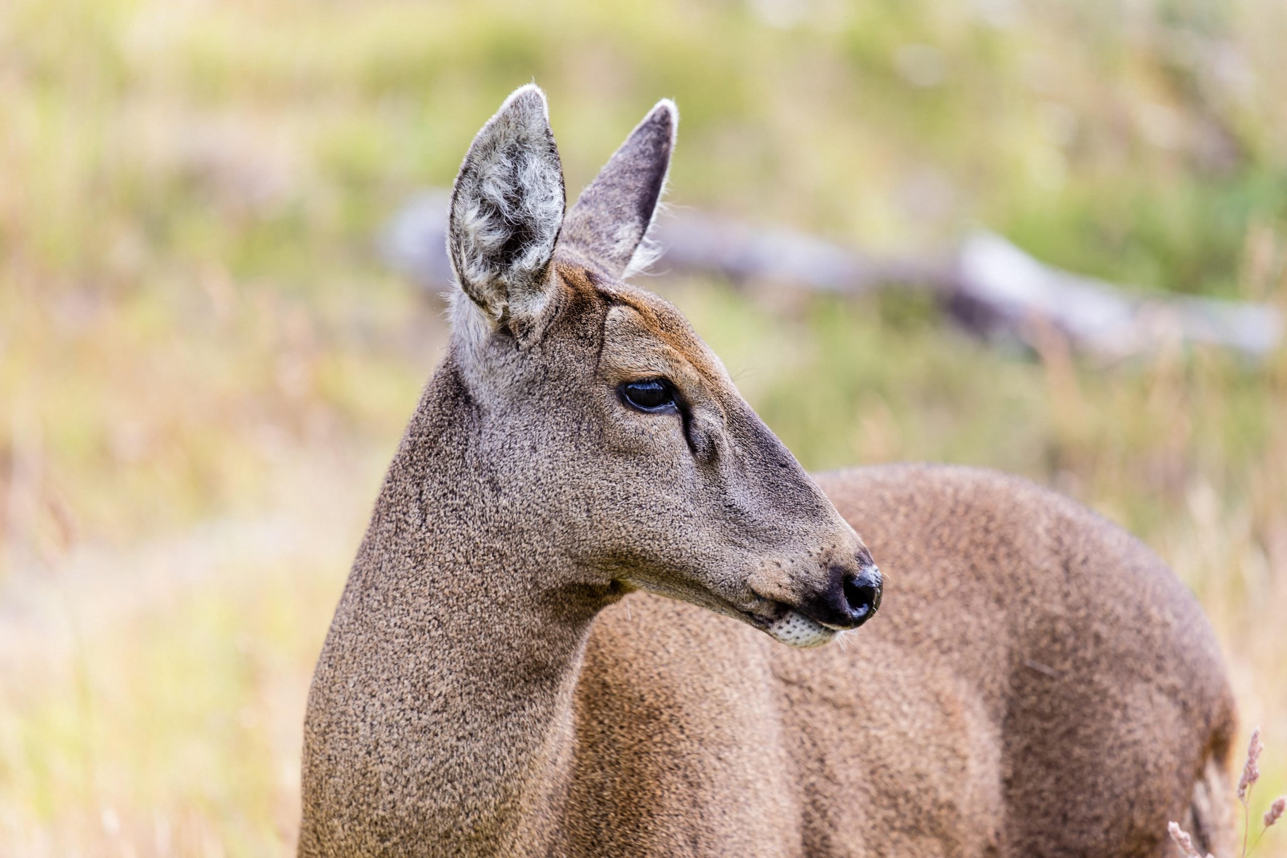 Huemul fêmea avistada no Parque Nacional Torres del Paine