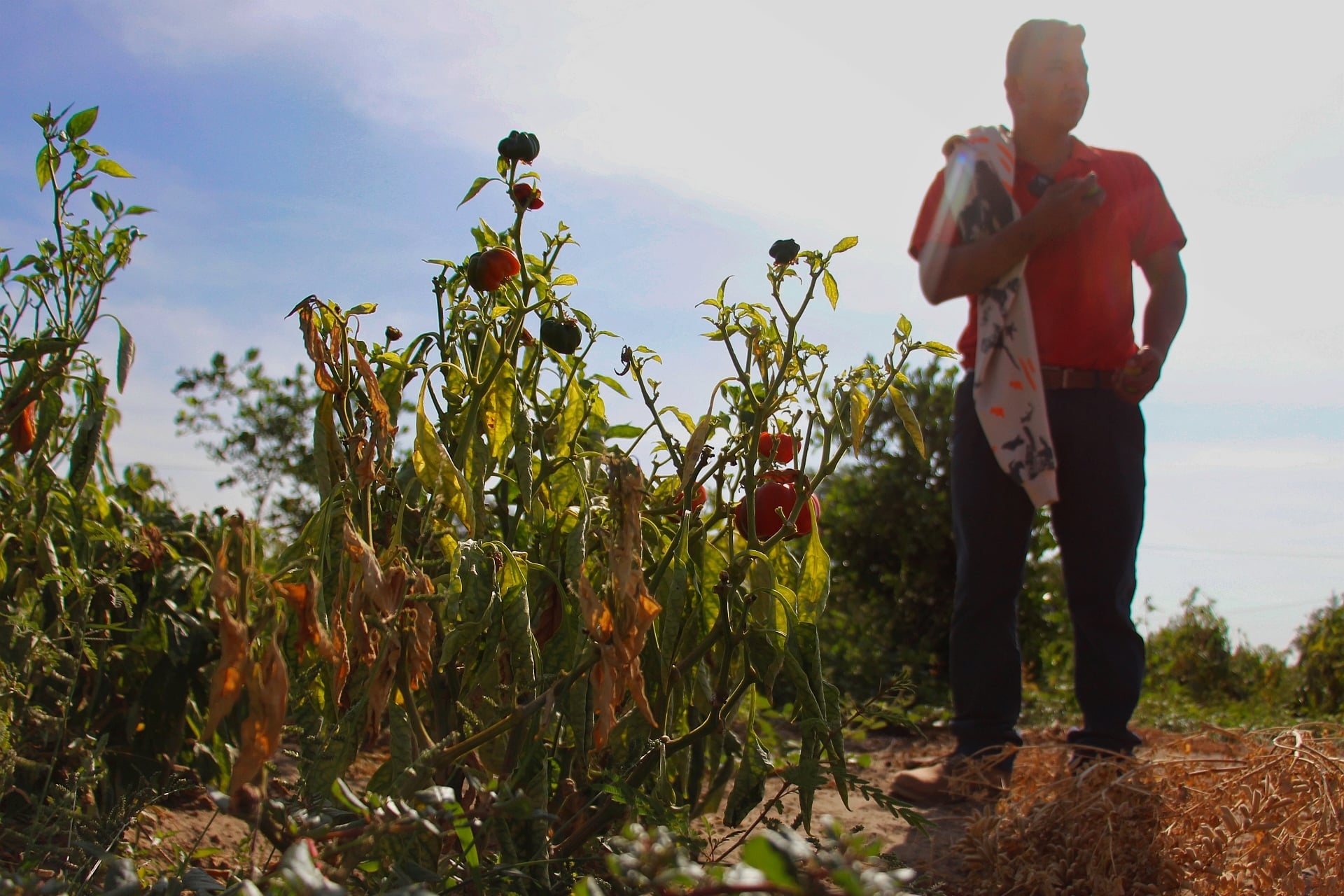 Yhon Silupú, agricultor de Piura, avalia seus cultivos ressecados na estiagem de outubro de 2024