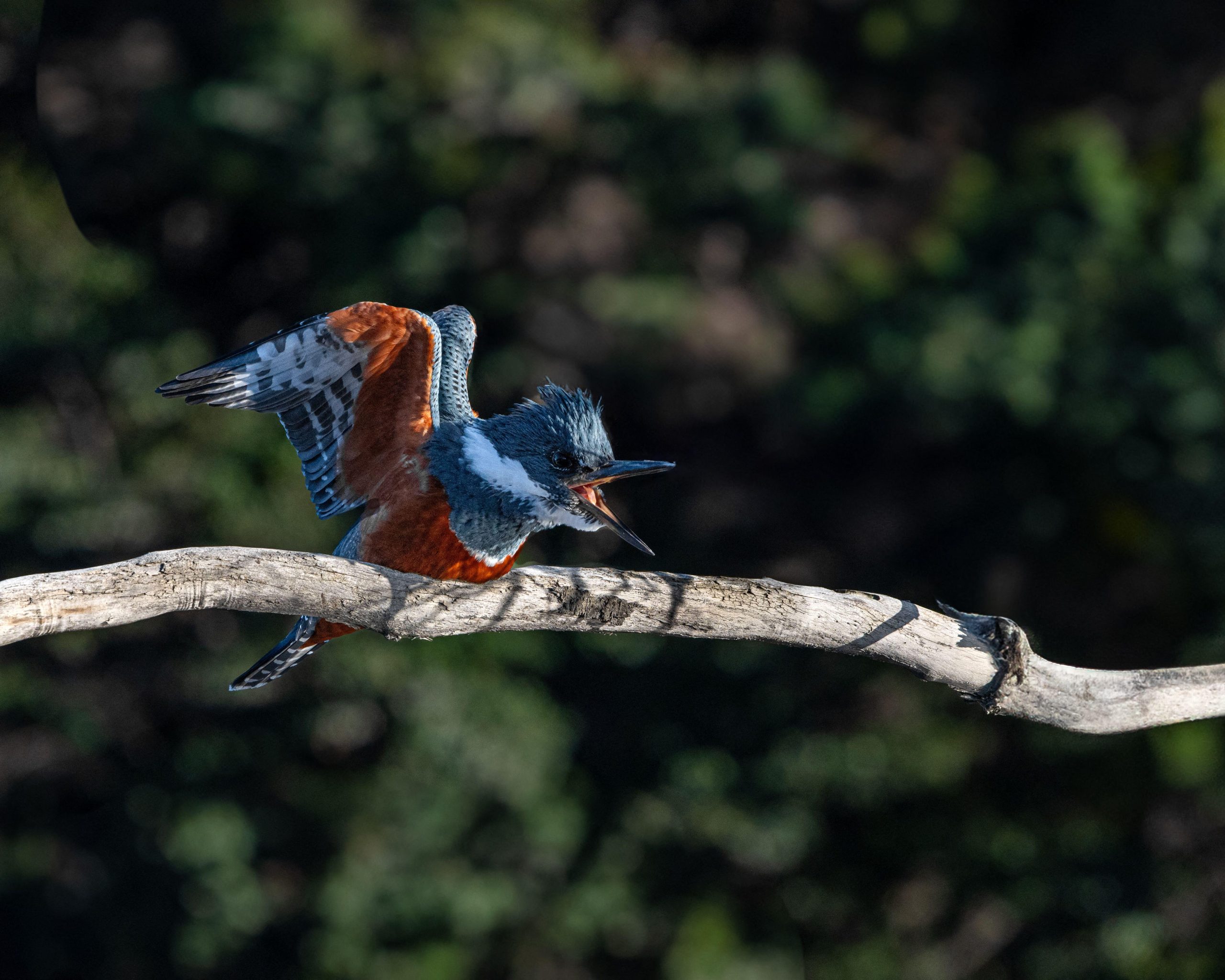 Ringed Kingfisher on branch