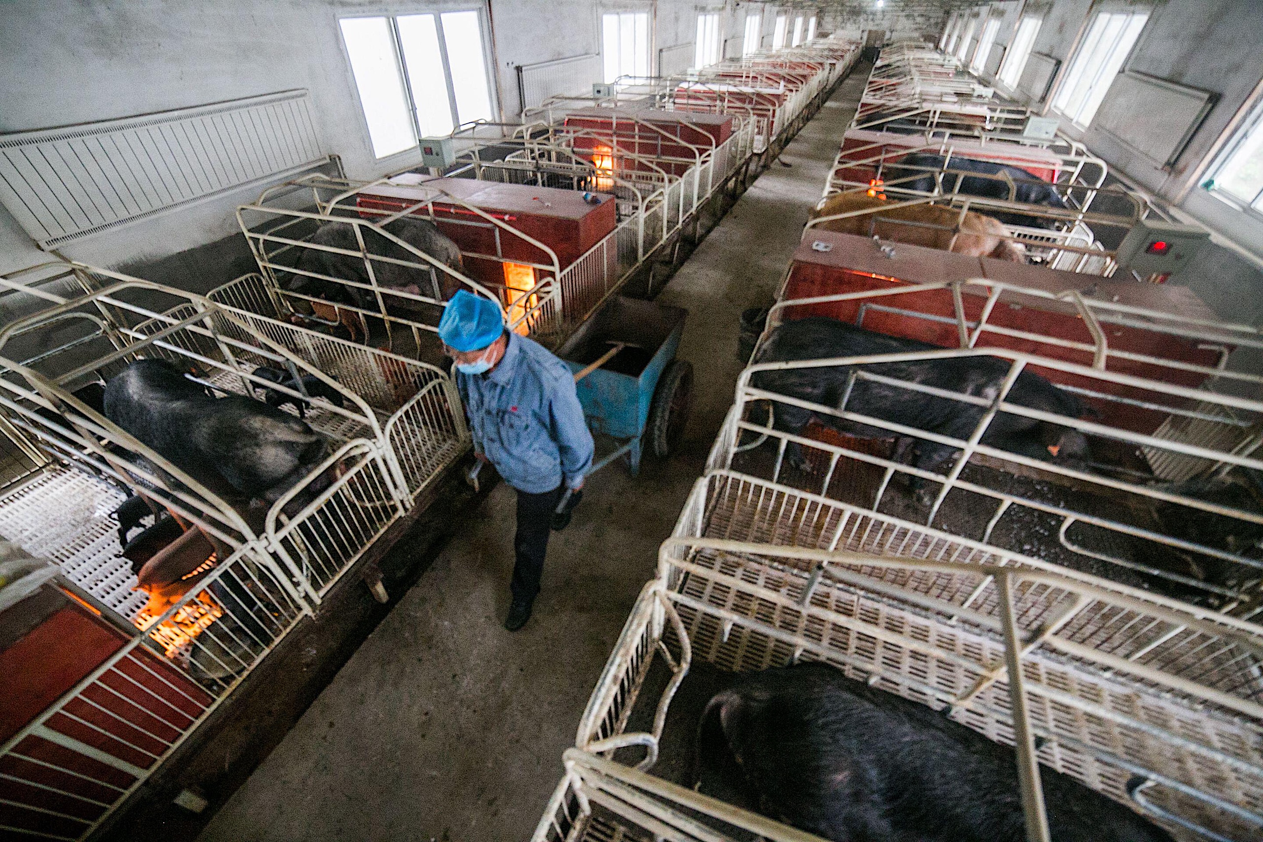 A person in protective clothing transferring manure in a pig farm