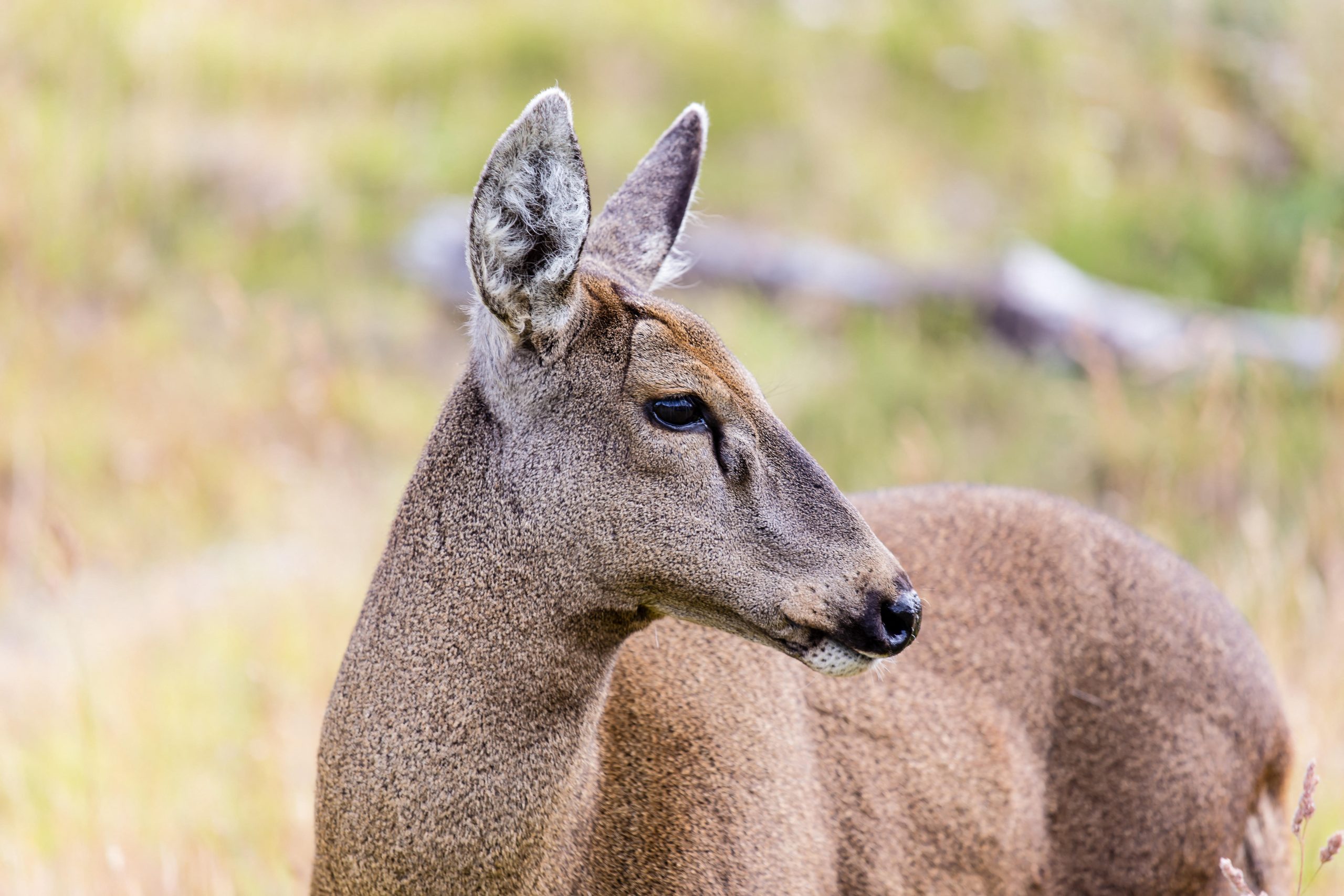 closeup of female huemul