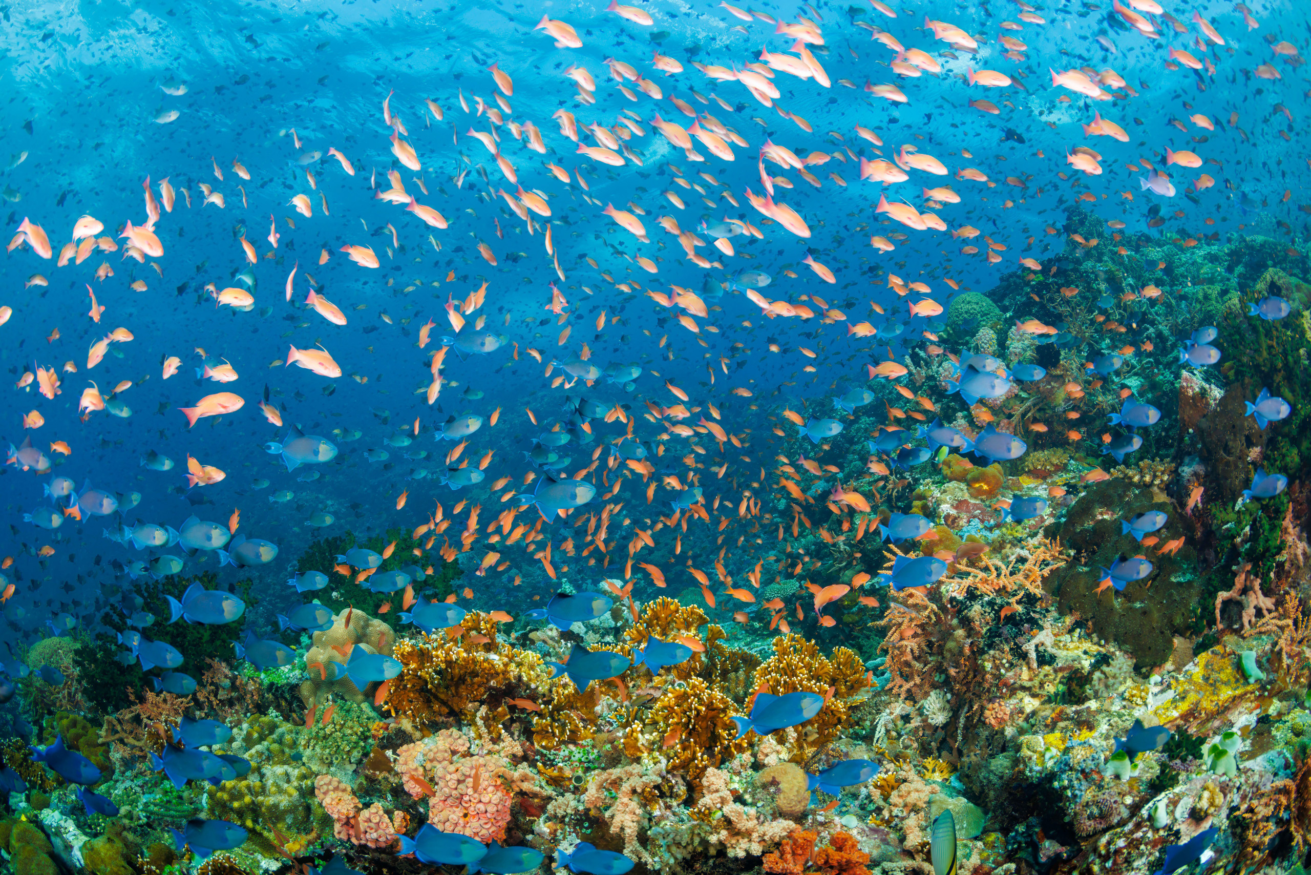 <p>A school of fish above a reef off Verde Island in the Philippines (Image: David Fleetham / Alamy)</p>