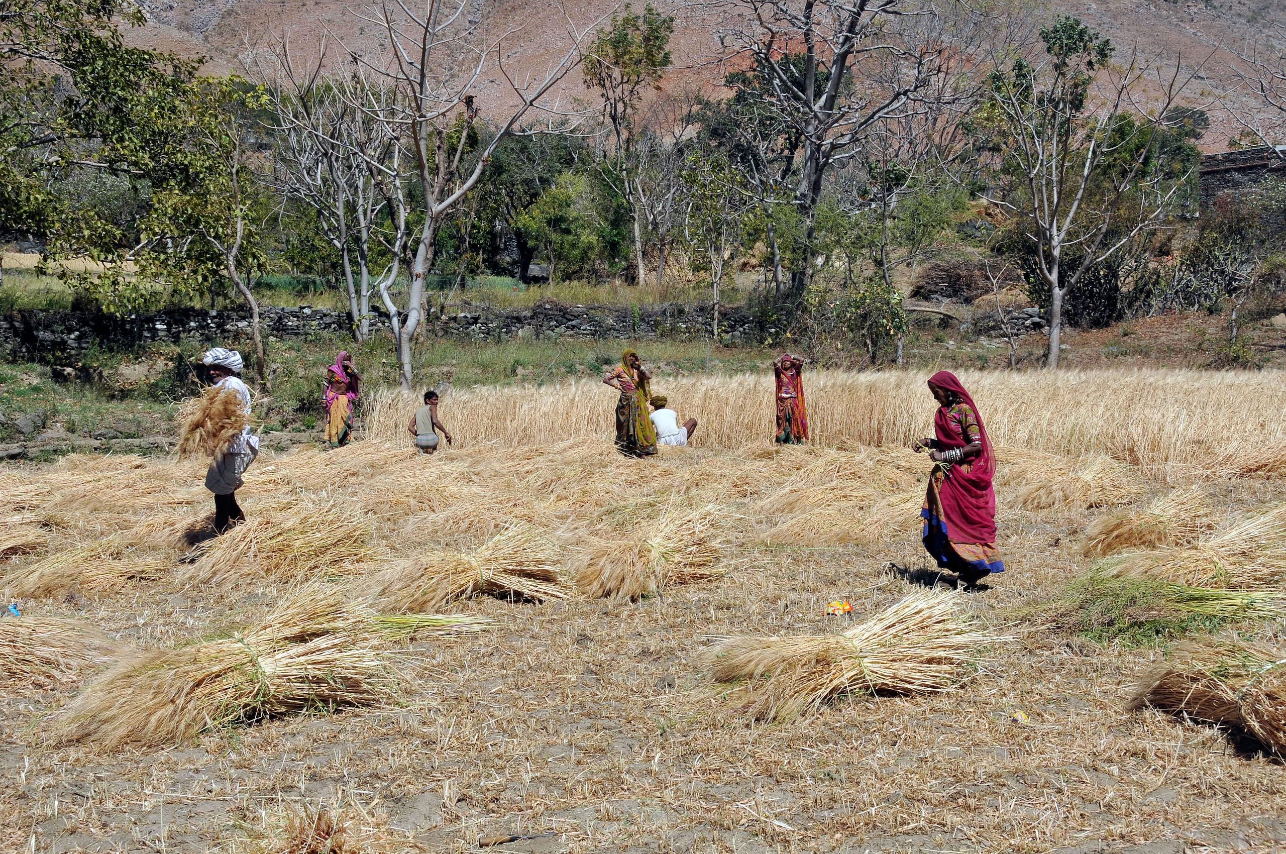 Women in colorful traditional attire harvest wheat in a sunlit field