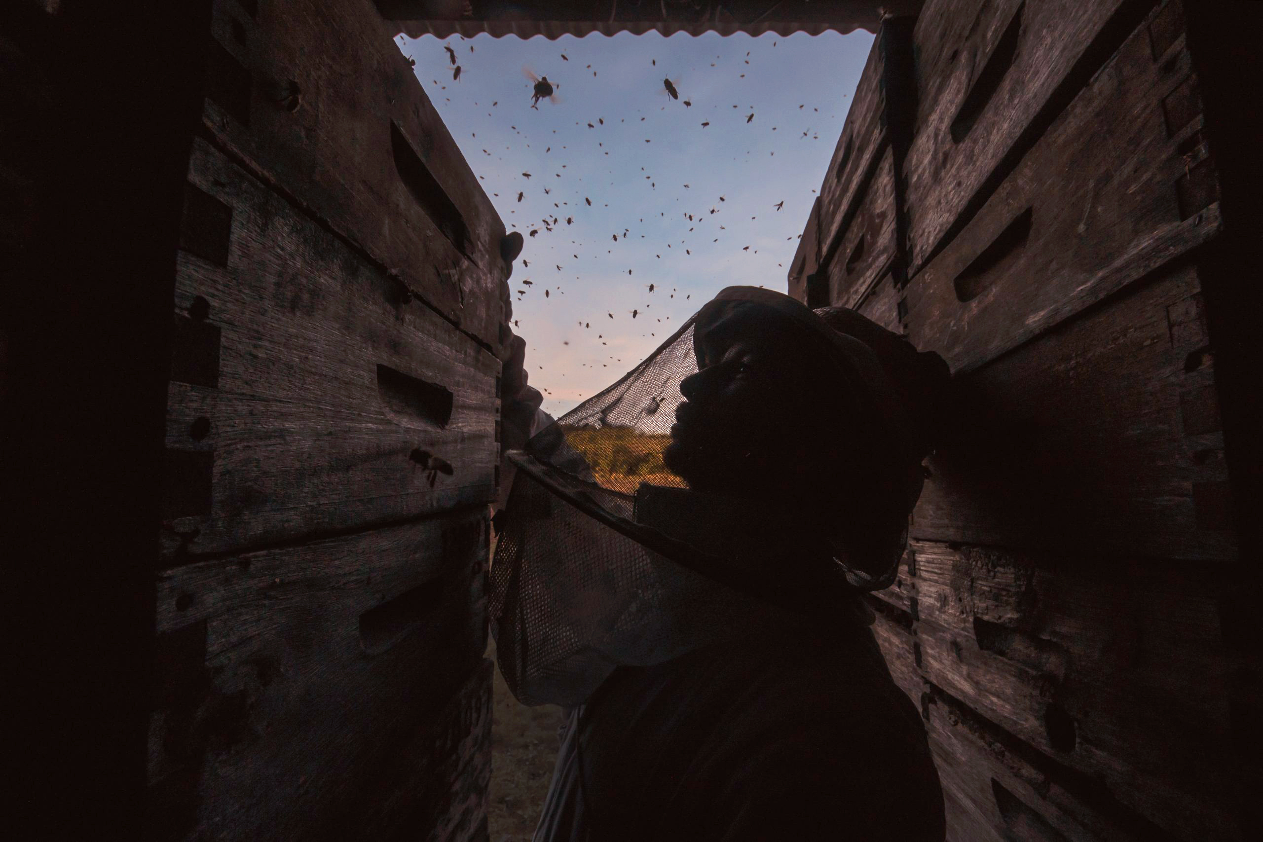 <p>En 2025, más de 85 apicultores de Uruguay denunciaron una mortandad masiva que afectó a 15 mil colmenas. Sin embargo, es posible que hayan muerto muchas más abejas, ya que algunos apicultores podrían no haber hablado por temor a sufrir represalias por señalar a los agricultores que controlan sus tierras (Imagen: Sebastián Demov / Sociedad Apícola del Uruguay)</p>
