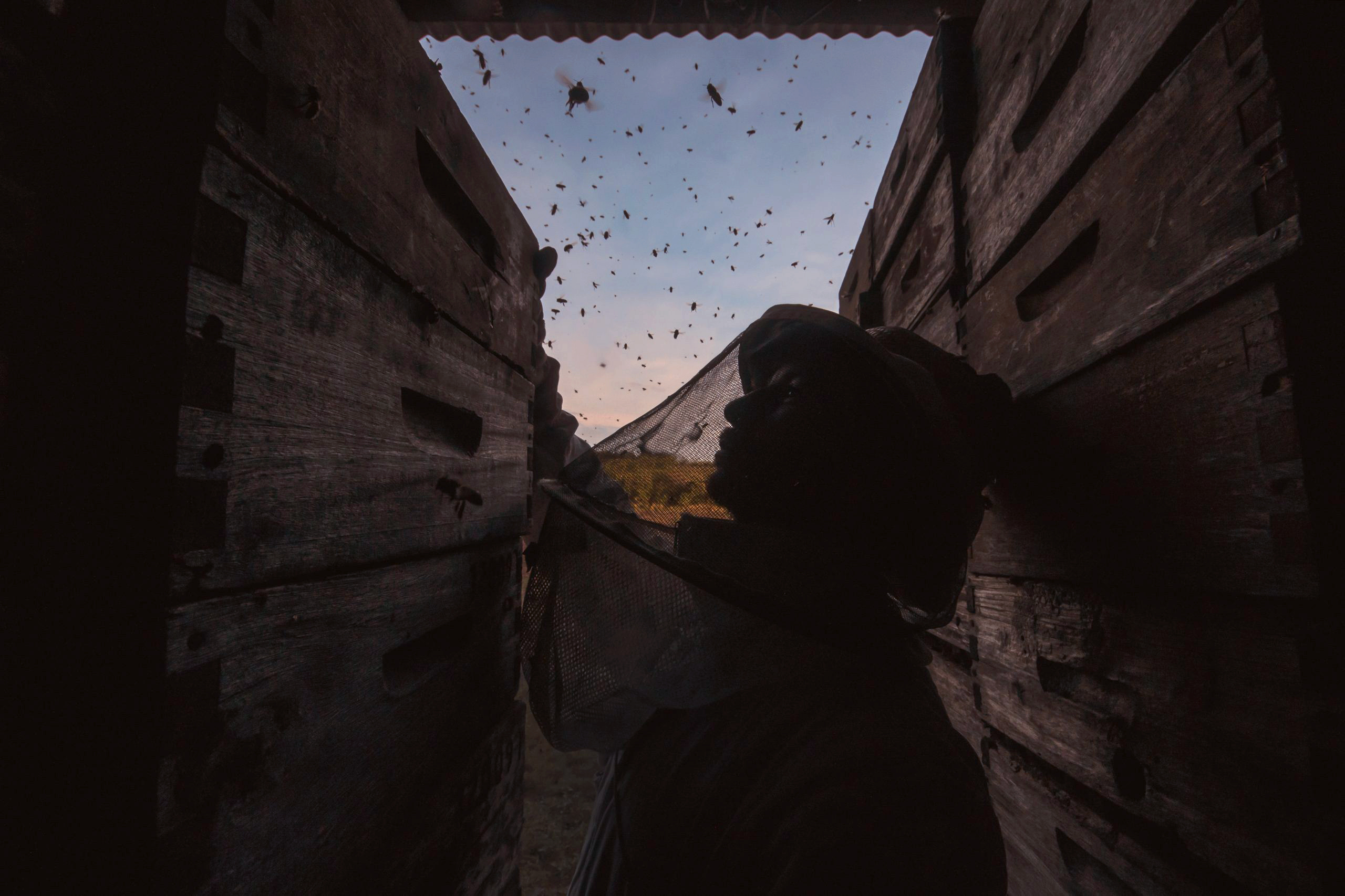 <p><span style="font-weight: 400;">In 2025, more than 85 beekeepers in Uruguay reported mass deaths, implicating 15,000 hives. Many more bees may have died however, as some beekeepers could face consequences for implicating the farmers who control their land (Image: Sebastián Demov / Uruguayan Beekeeping Society</span><span style="font-weight: 400;">) </span></p>