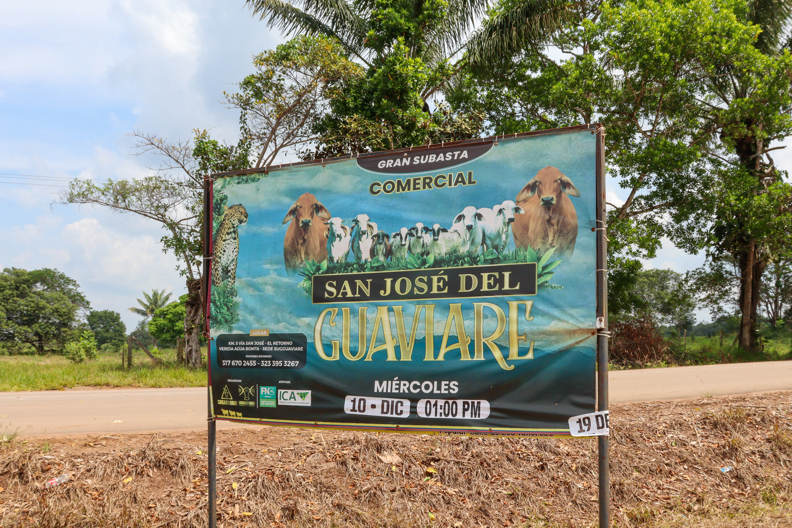 Banner anuncia um leilão de gado em San José del Guaviare, dezembro de 2025