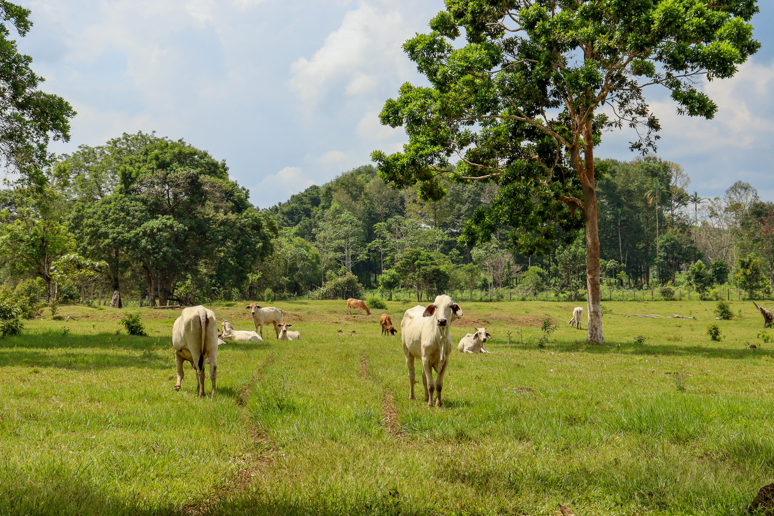 A herd of cows grazing in a lush green field