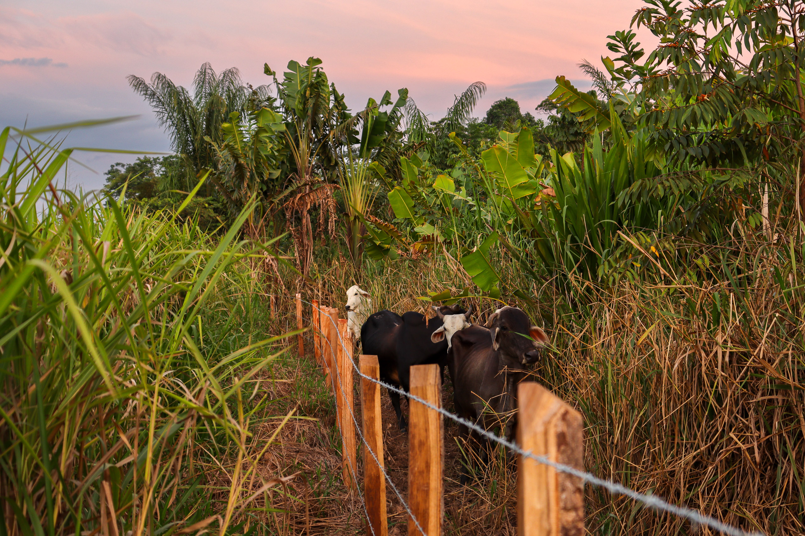 <p><span style="font-weight: 400;">Ganado pasta entre la alambrada y la vegetación de una finca cerca de El Capricho, en el departamento de Guaviare, en la Amazonía colombiana. En esta región, la deforestación está estrechamente ligada a la ganadería (Imagen: Juan Ortiz)</span></p>