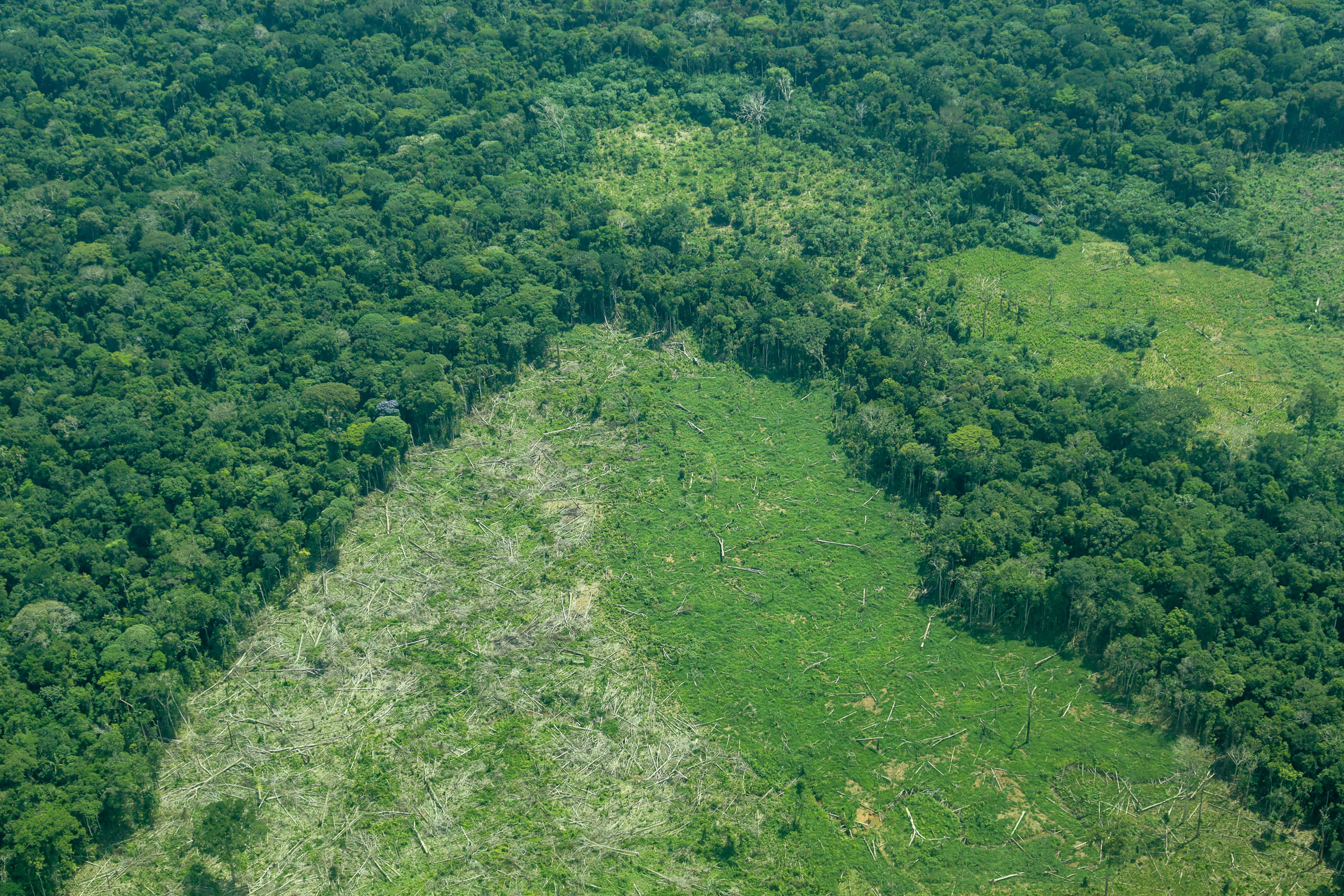 Aerial view of deforested land in  a lush forest