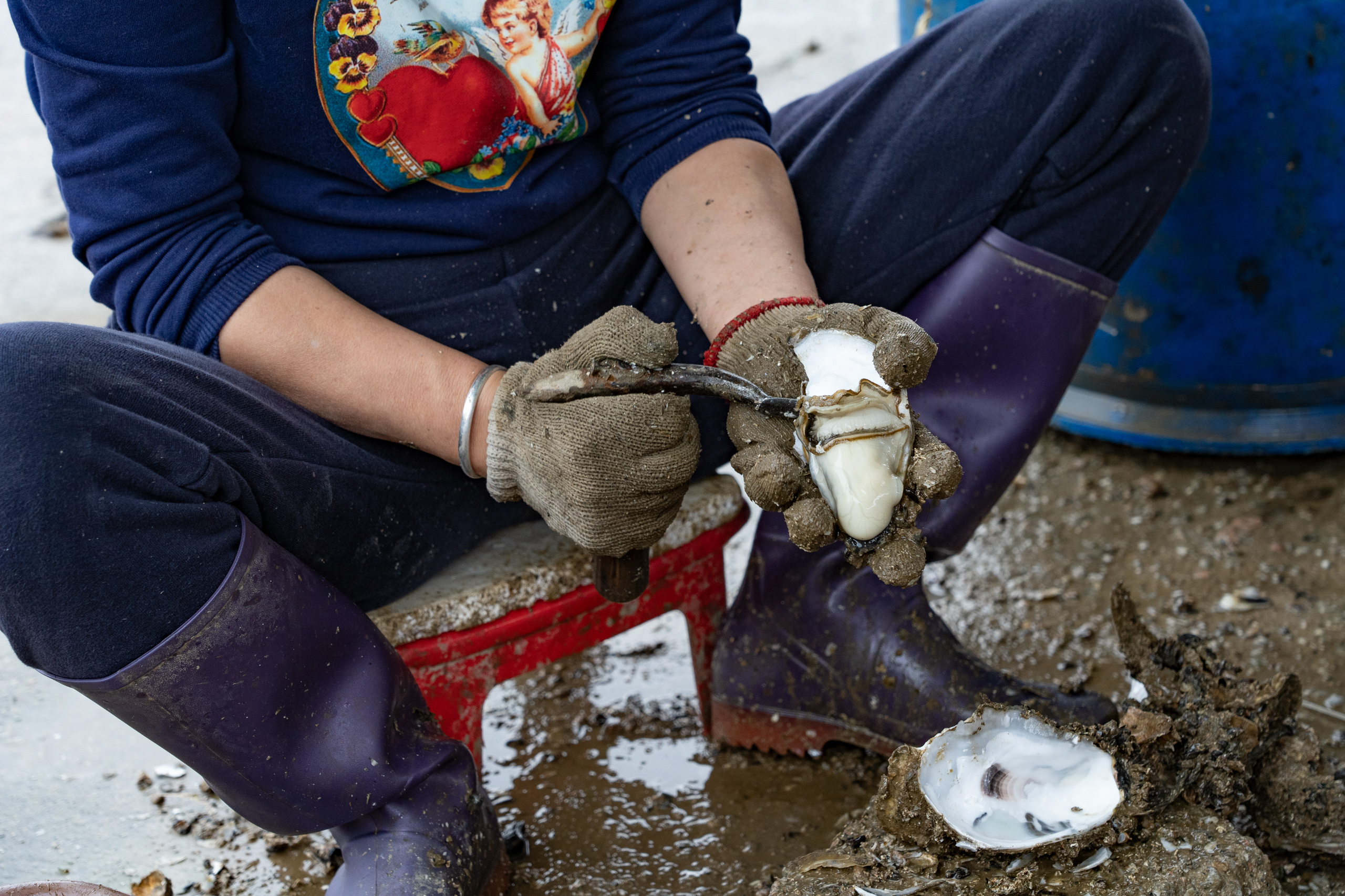 A woman wearing a pair of glove uses a tool to open an oyster 