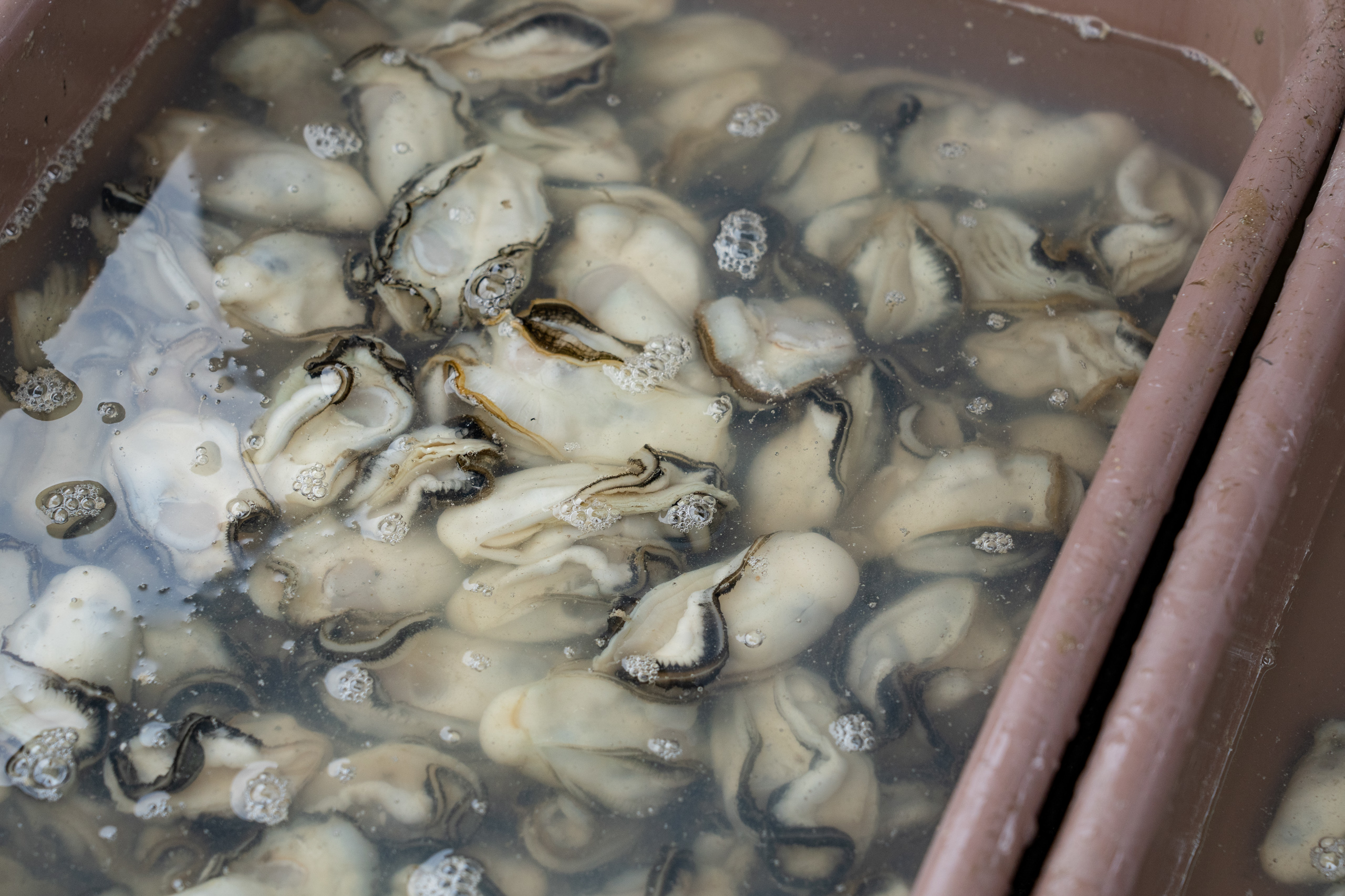 a basket of shucked oysters