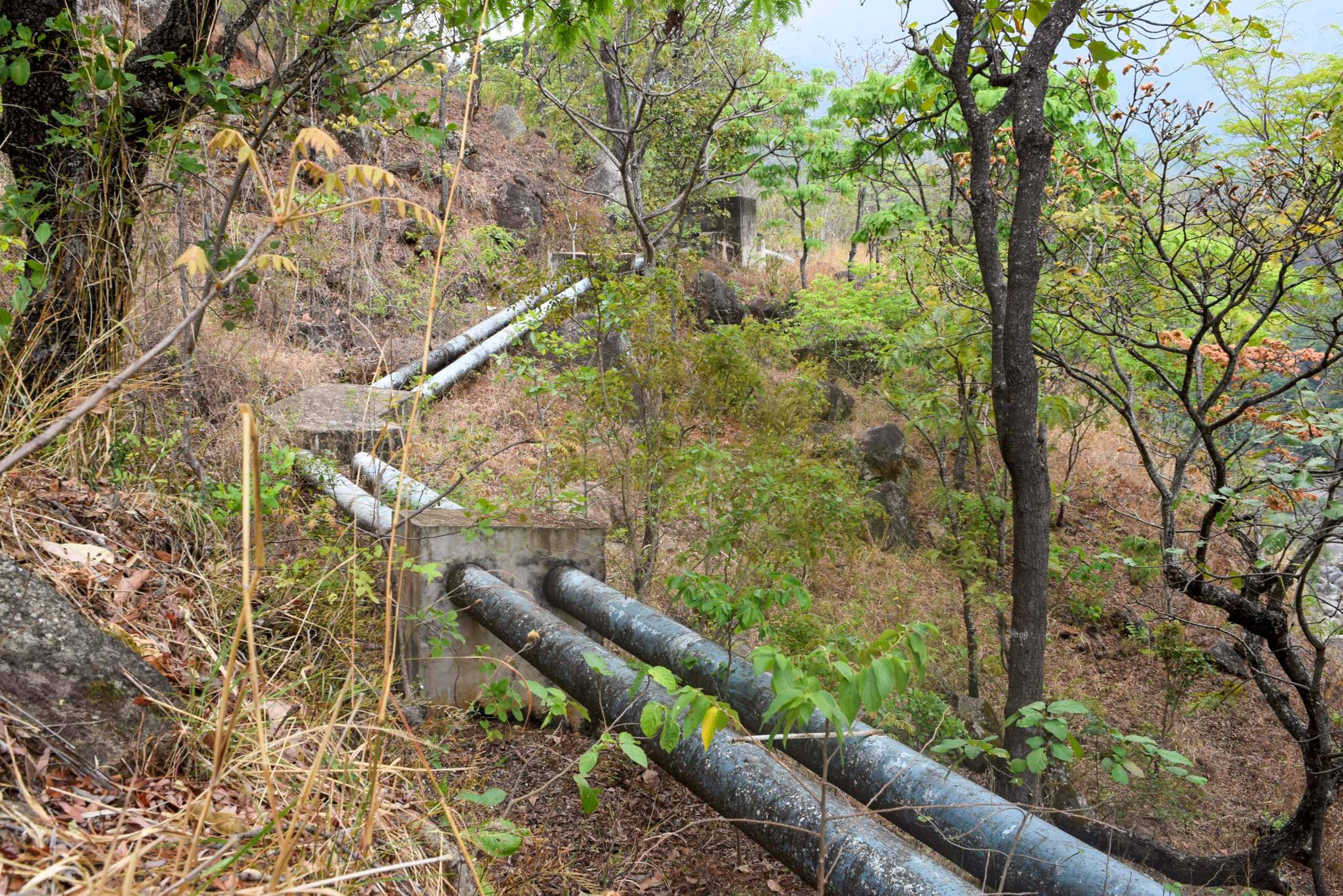 pipes running through bushes