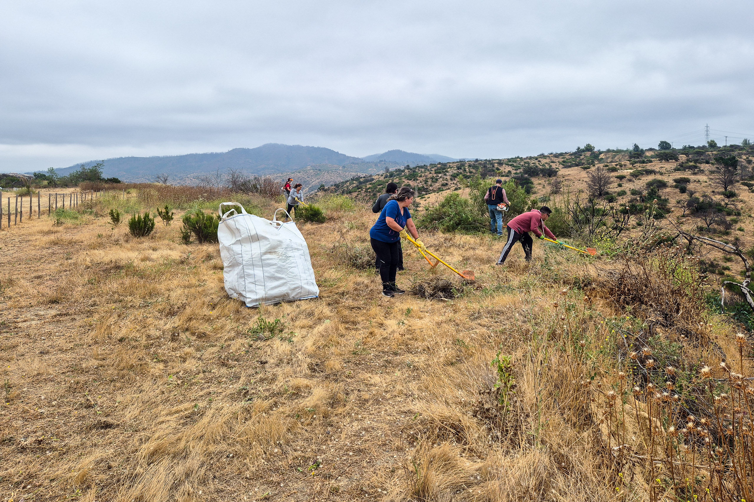 people raking dry grass