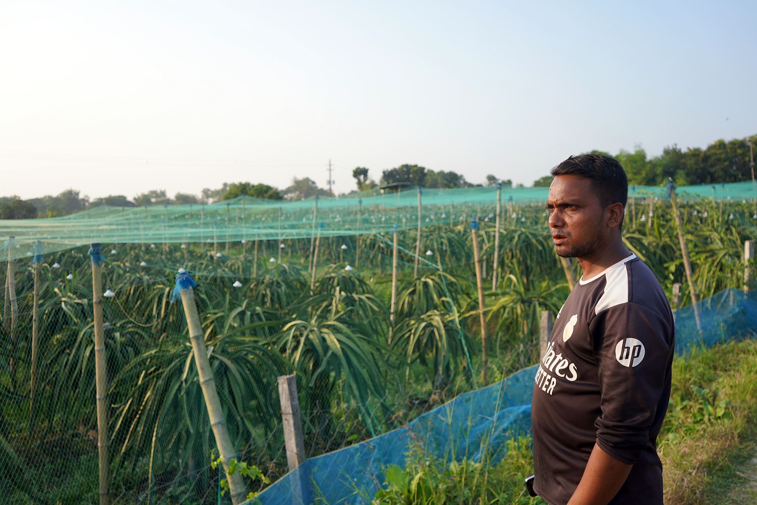 <p>Hasibul Islam, a farmer in the village of Gopalpur in the High Barind Tract, is increasingly turning to dragon fruit cultivation as a profitable alternative to rice paddies (Image: Tanmoy Bhaduri / IWMI)</p>