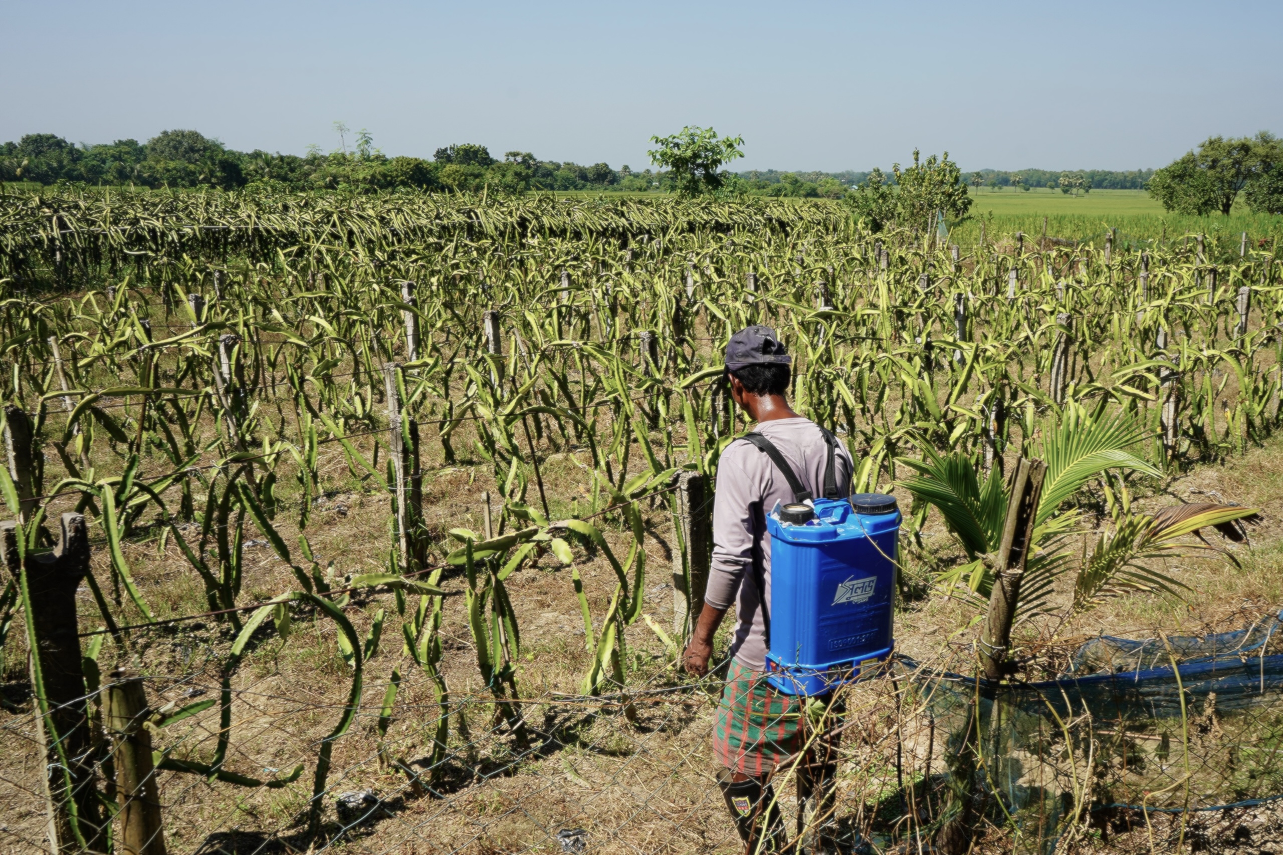 man standing near rows of dragon fruit plants